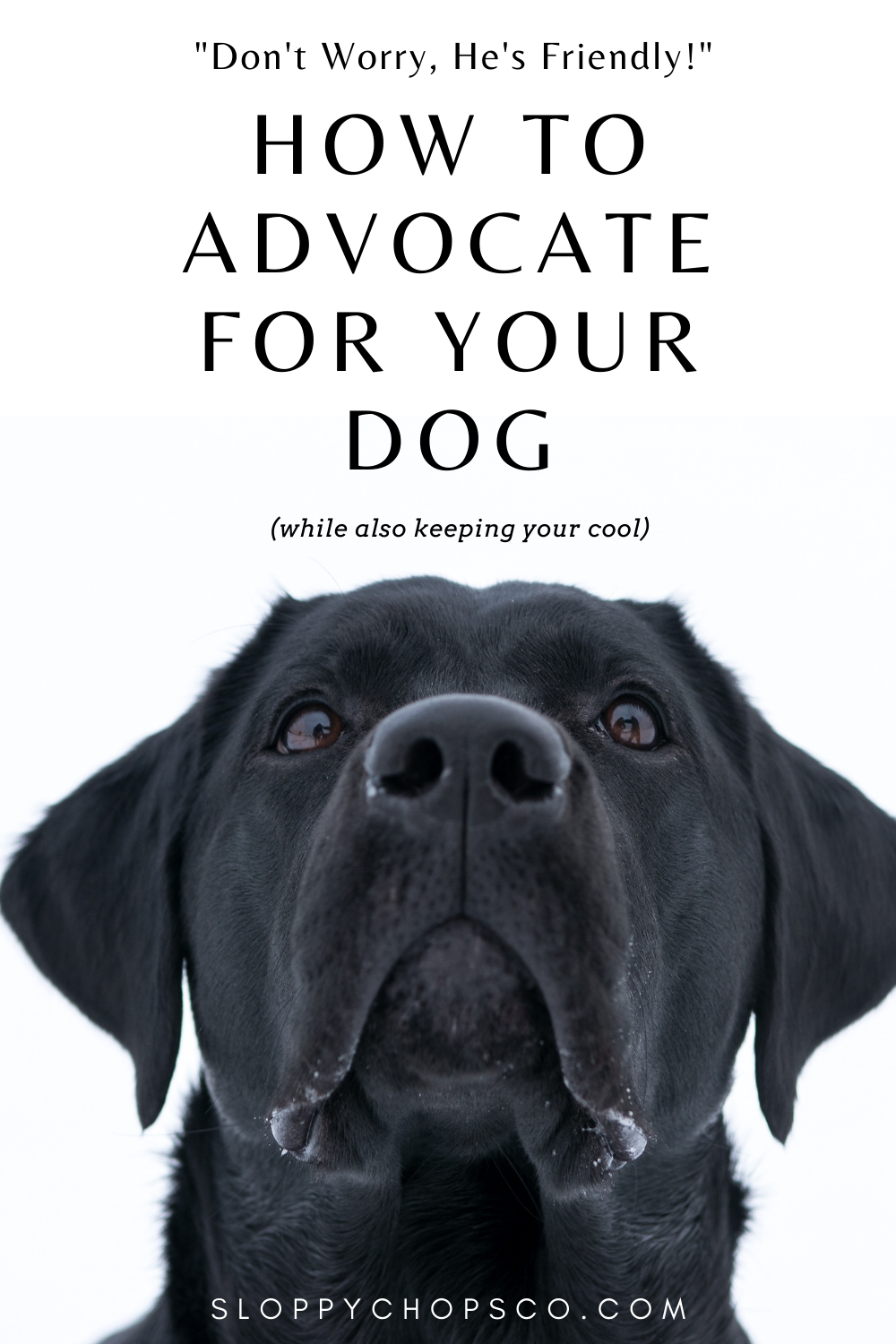 How To Advocate For Your Dog