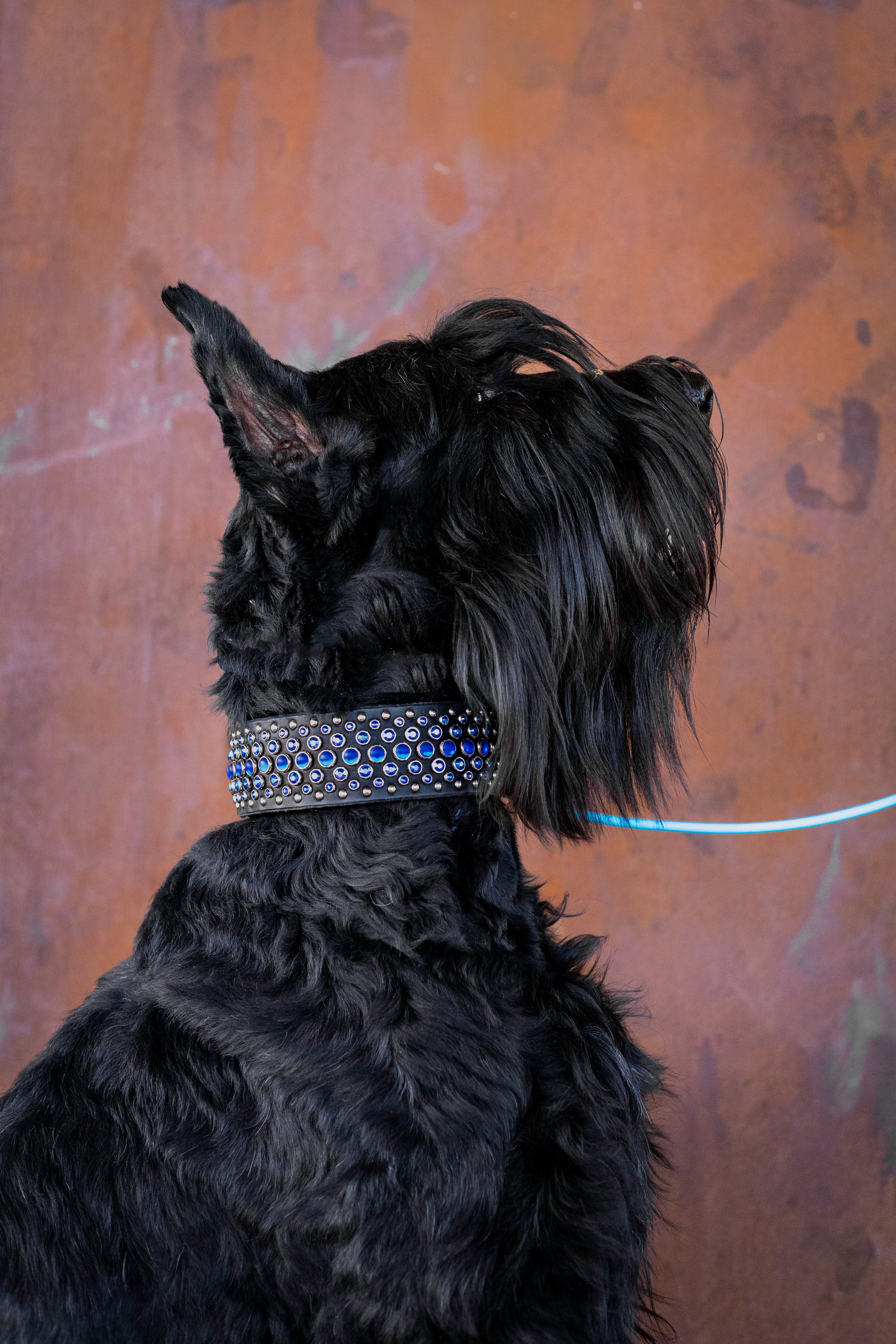 The 'Hellhound' Leather Collar (2