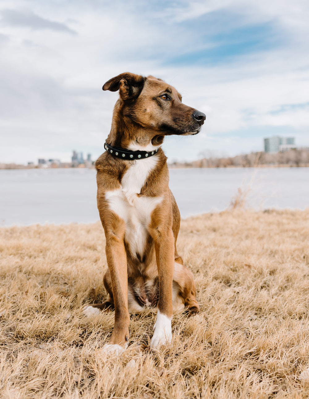 The 'All Crystal Lucy' Leather Collar (1