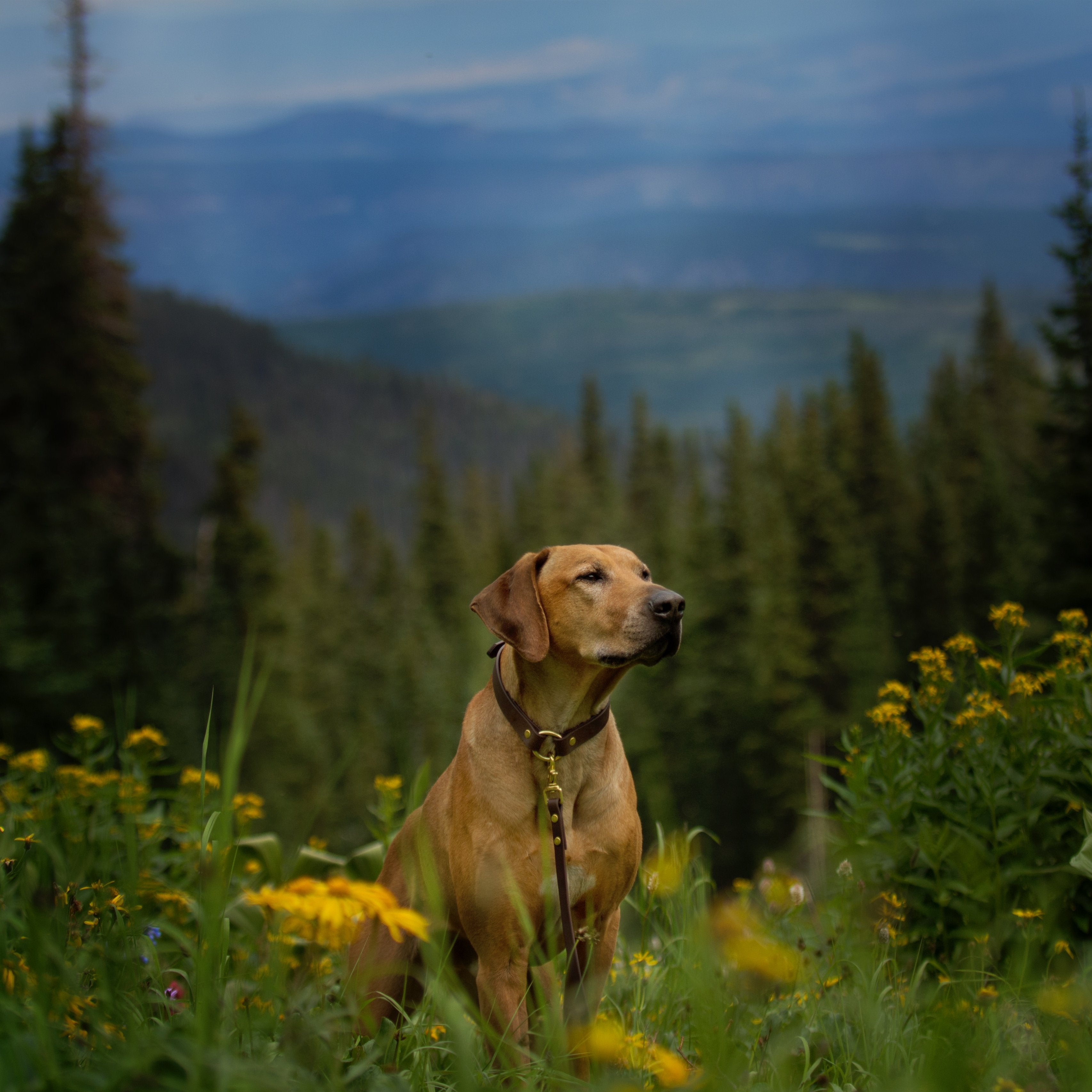 Denali Center Ring Collar