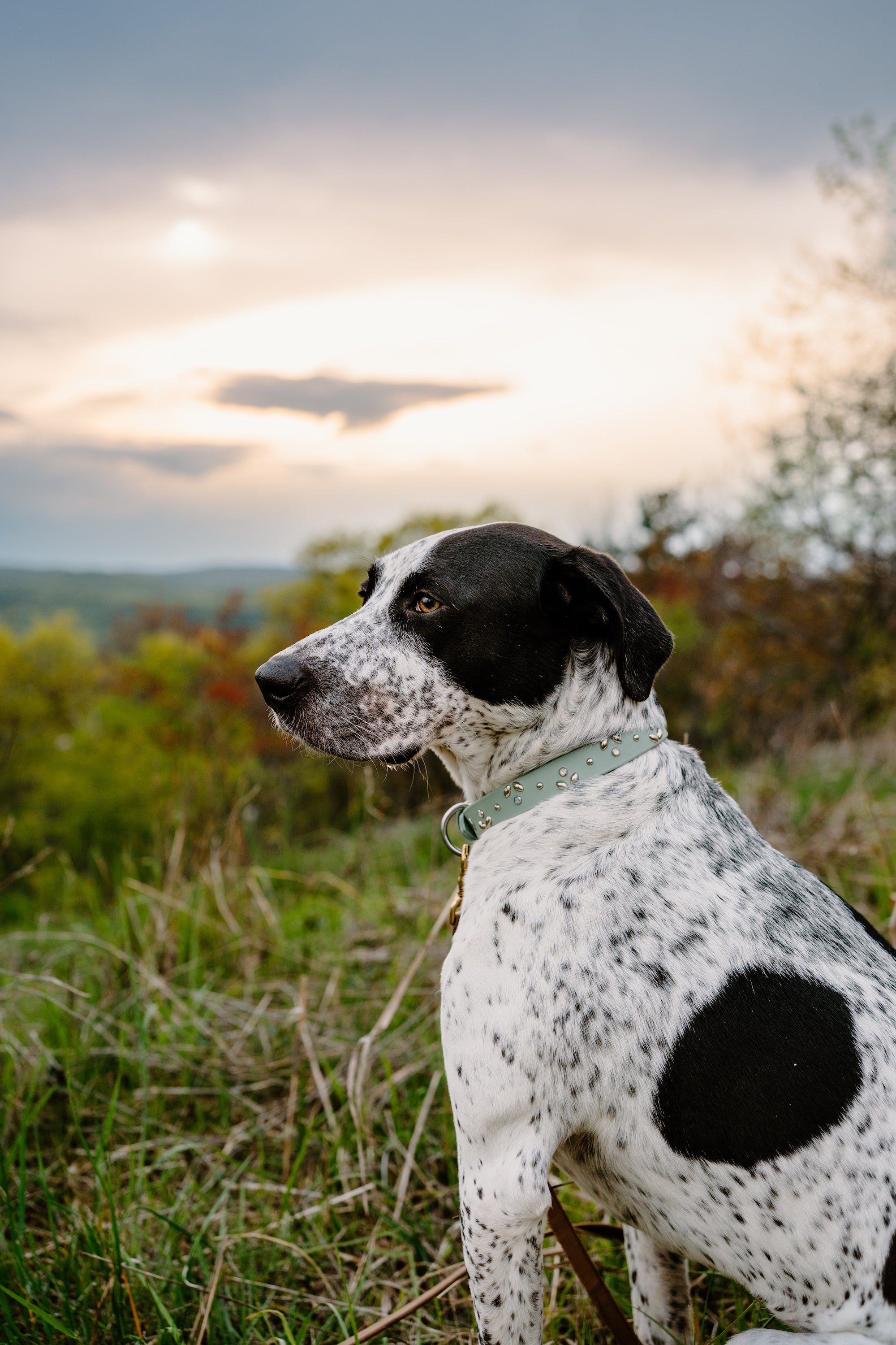 The 'Bloom' Collar