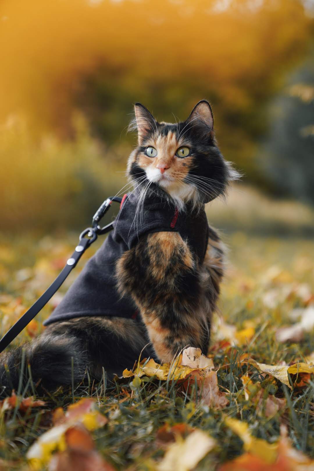 Katmai Leash