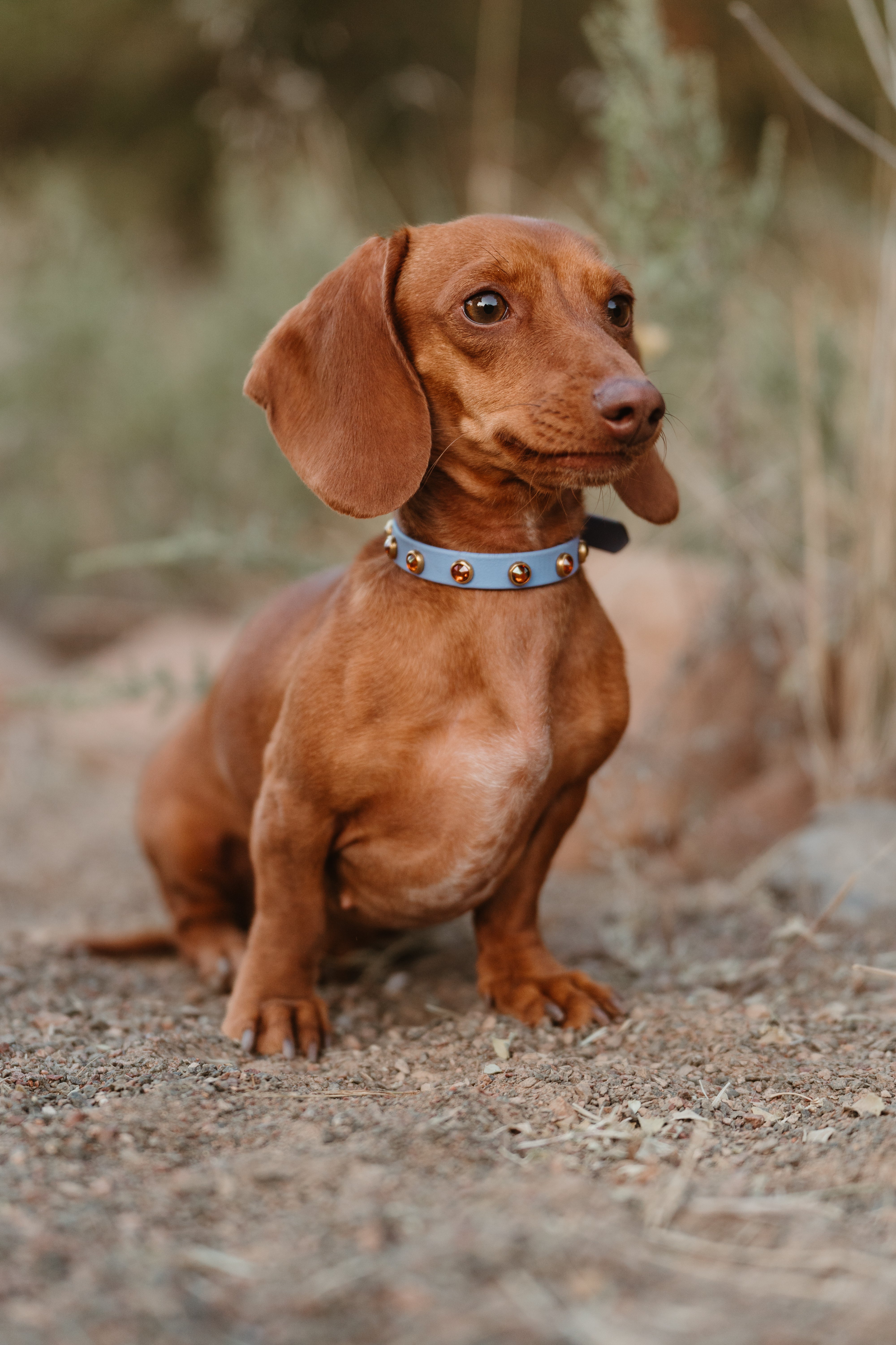 The 'All Crystal Lucy' Katmai Collar