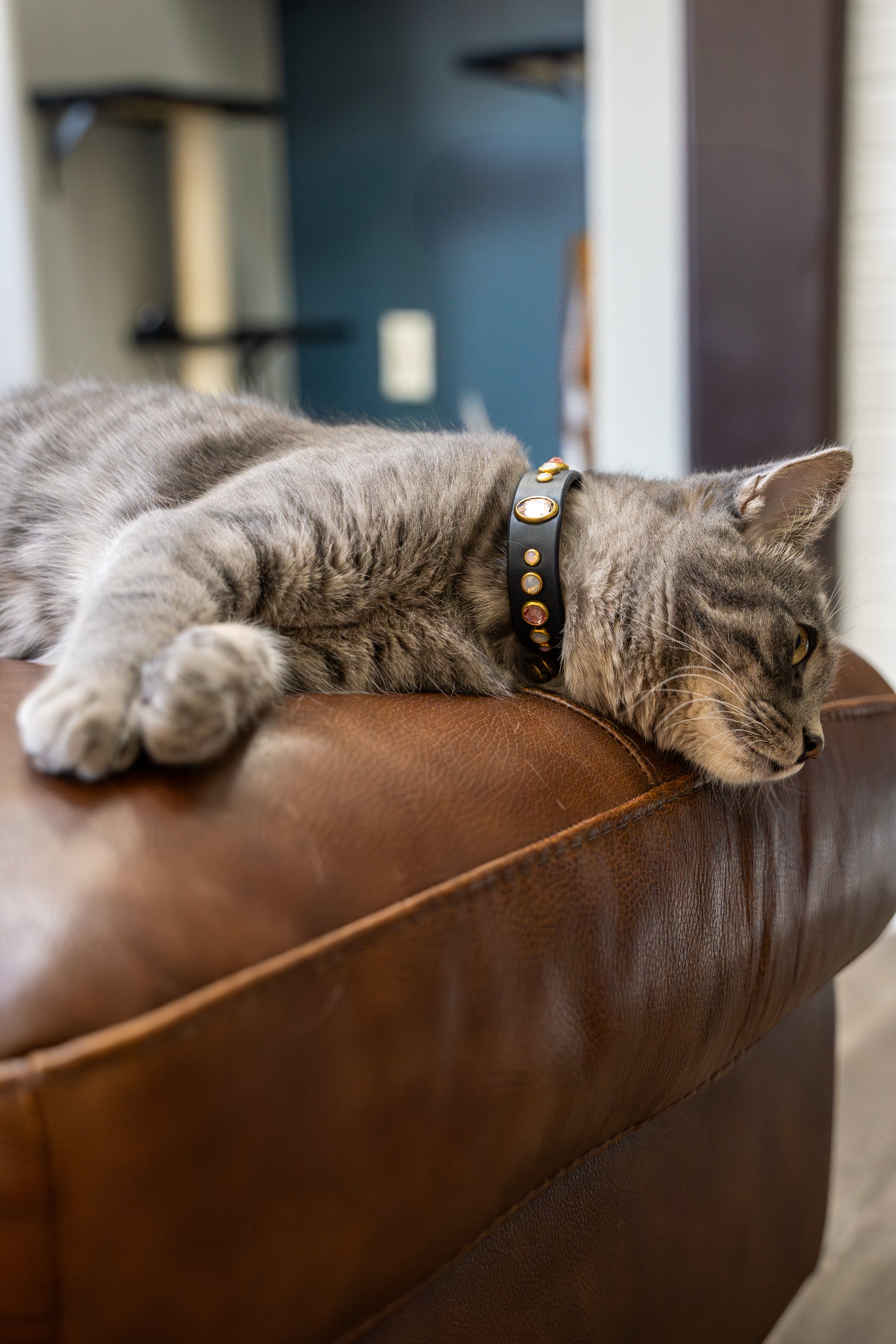 The 'Mini Bodhi' Leather Collar (3/4