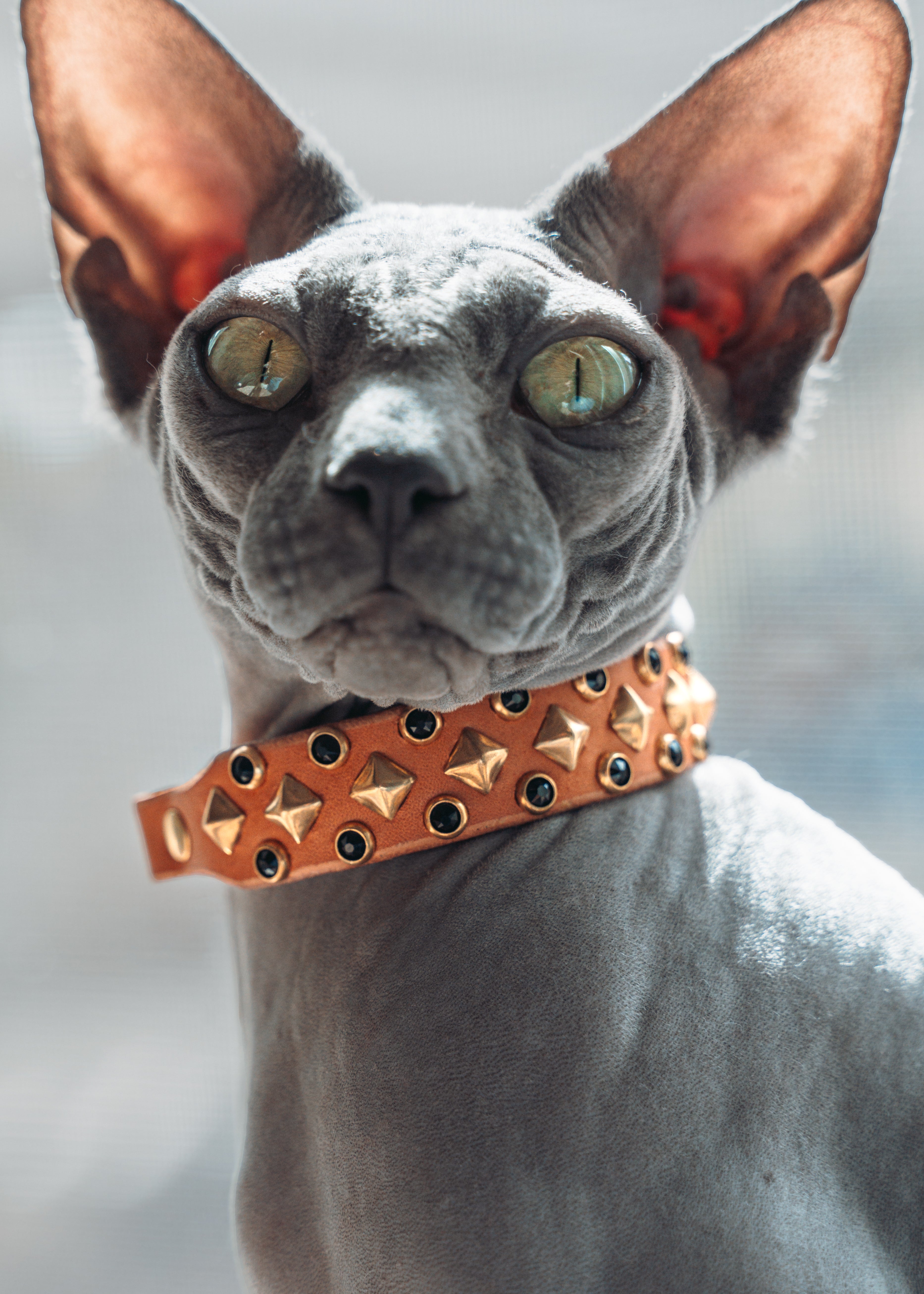 The 'Mini Hildi' Leather Collar (3/4