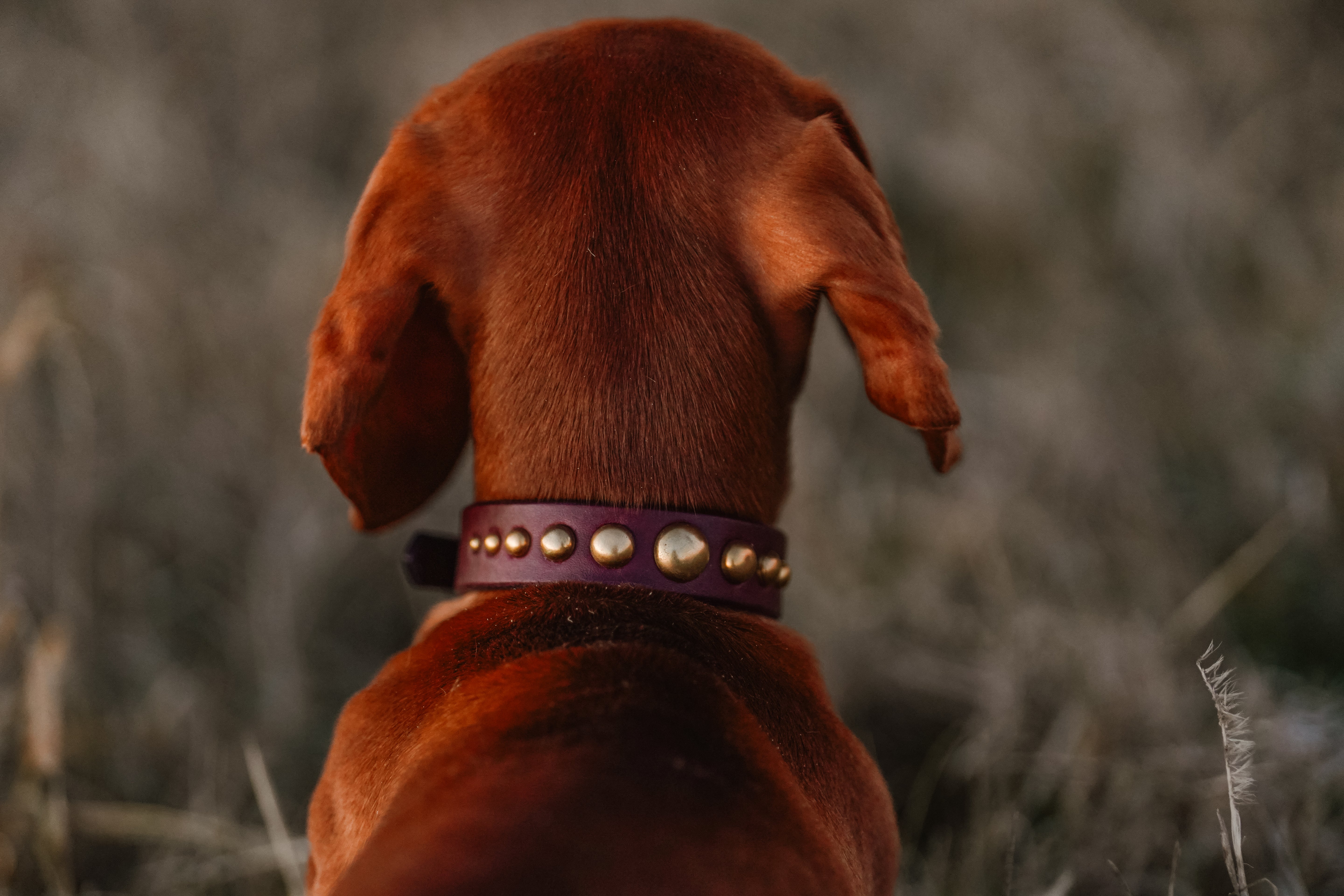 The 'Mini Lunar' Leather Collar (3/4