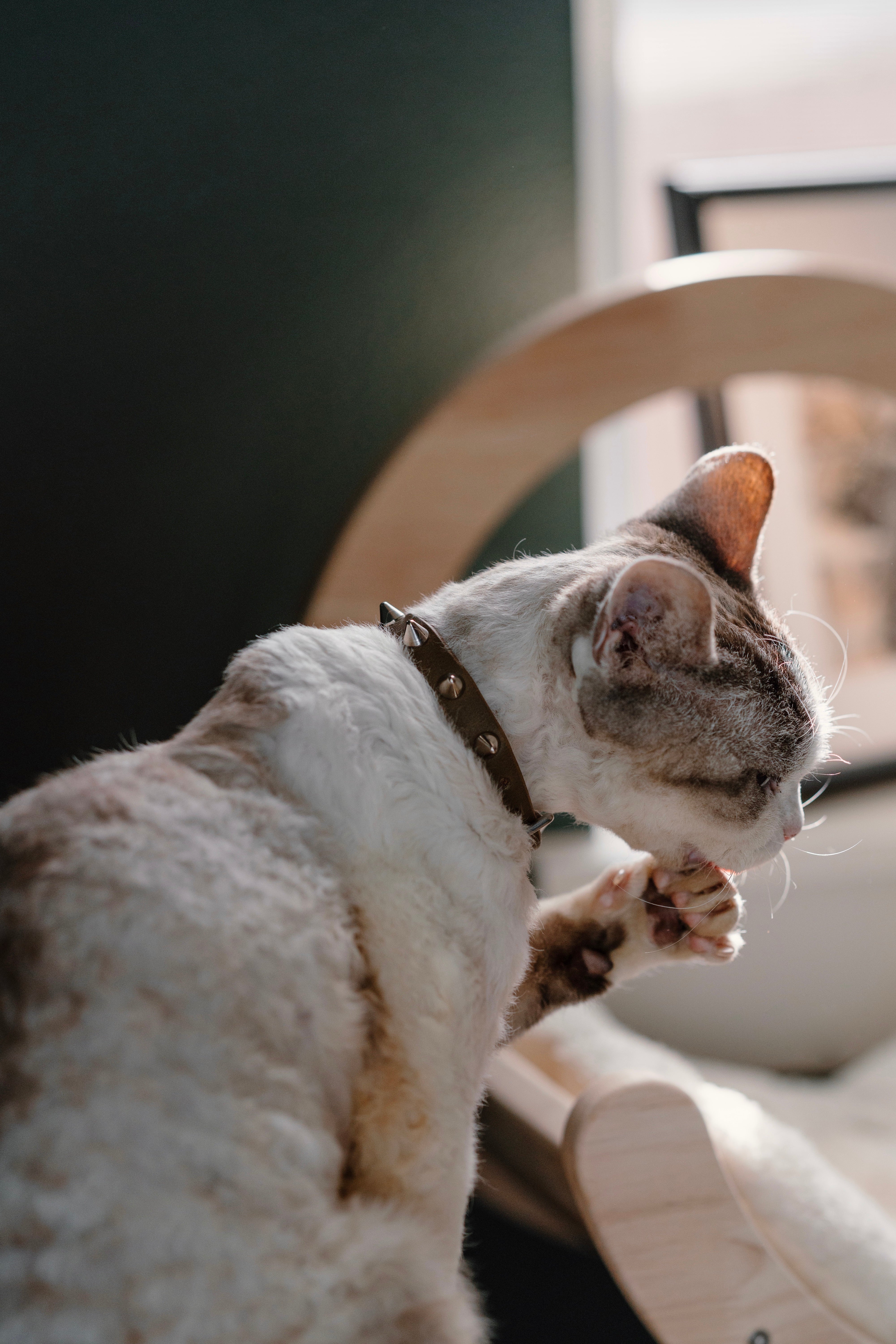 The 'Mini Winston' Leather Collar
