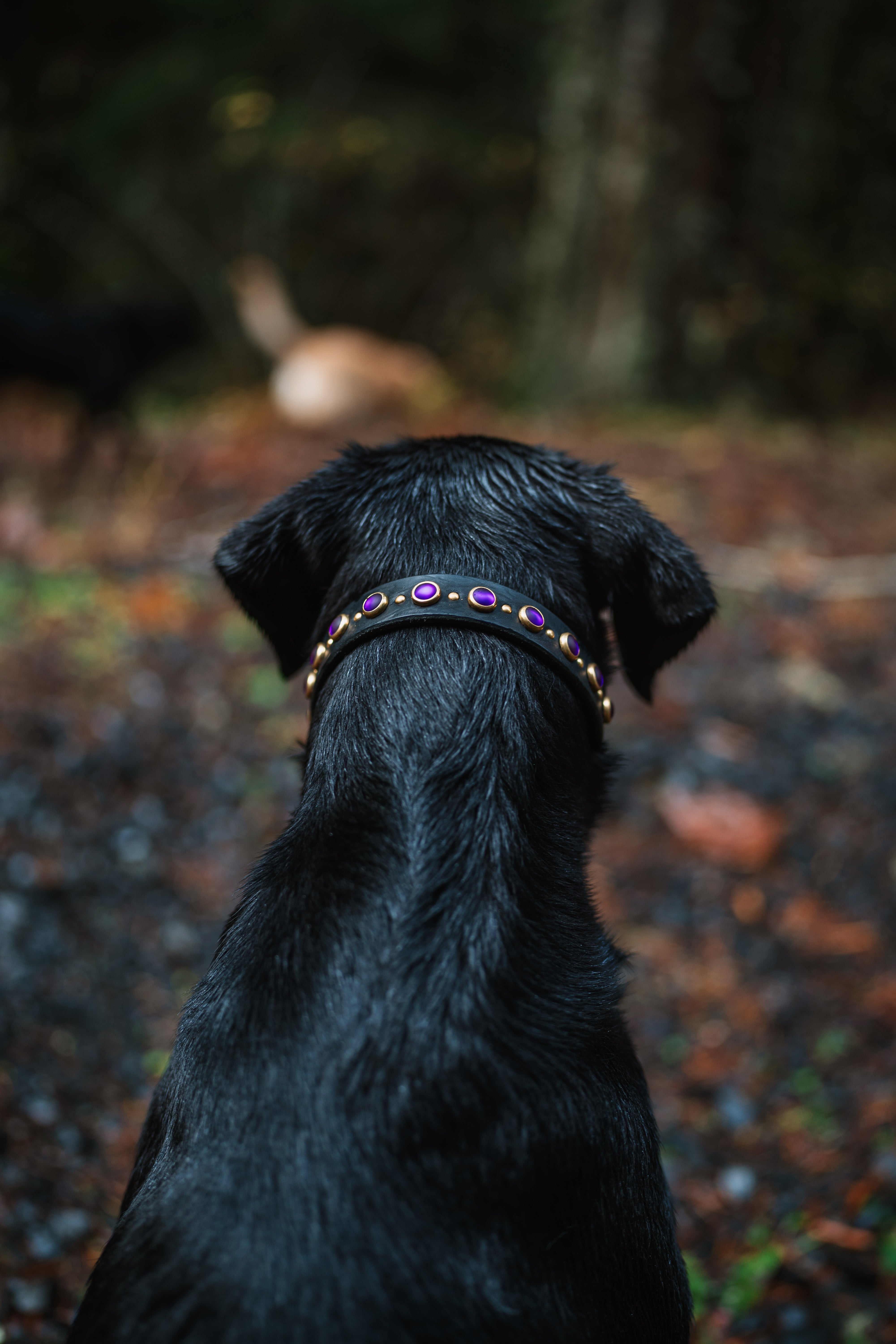 The 'Ophelia' Leather Collar (1