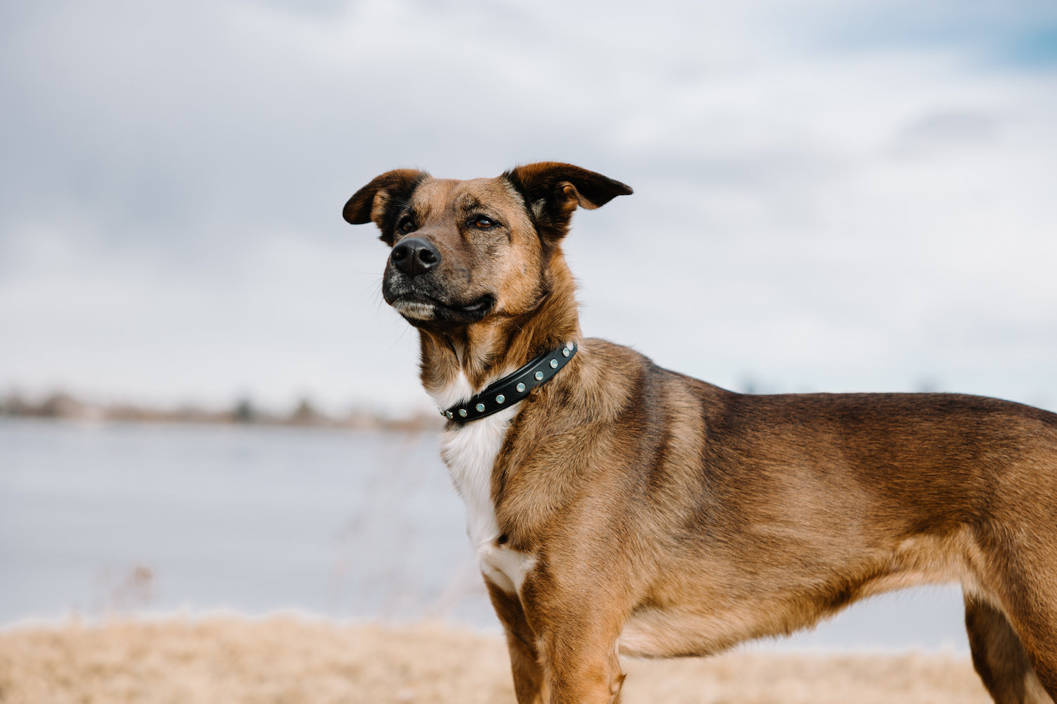The 'All Crystal Lucy' Leather Collar (1