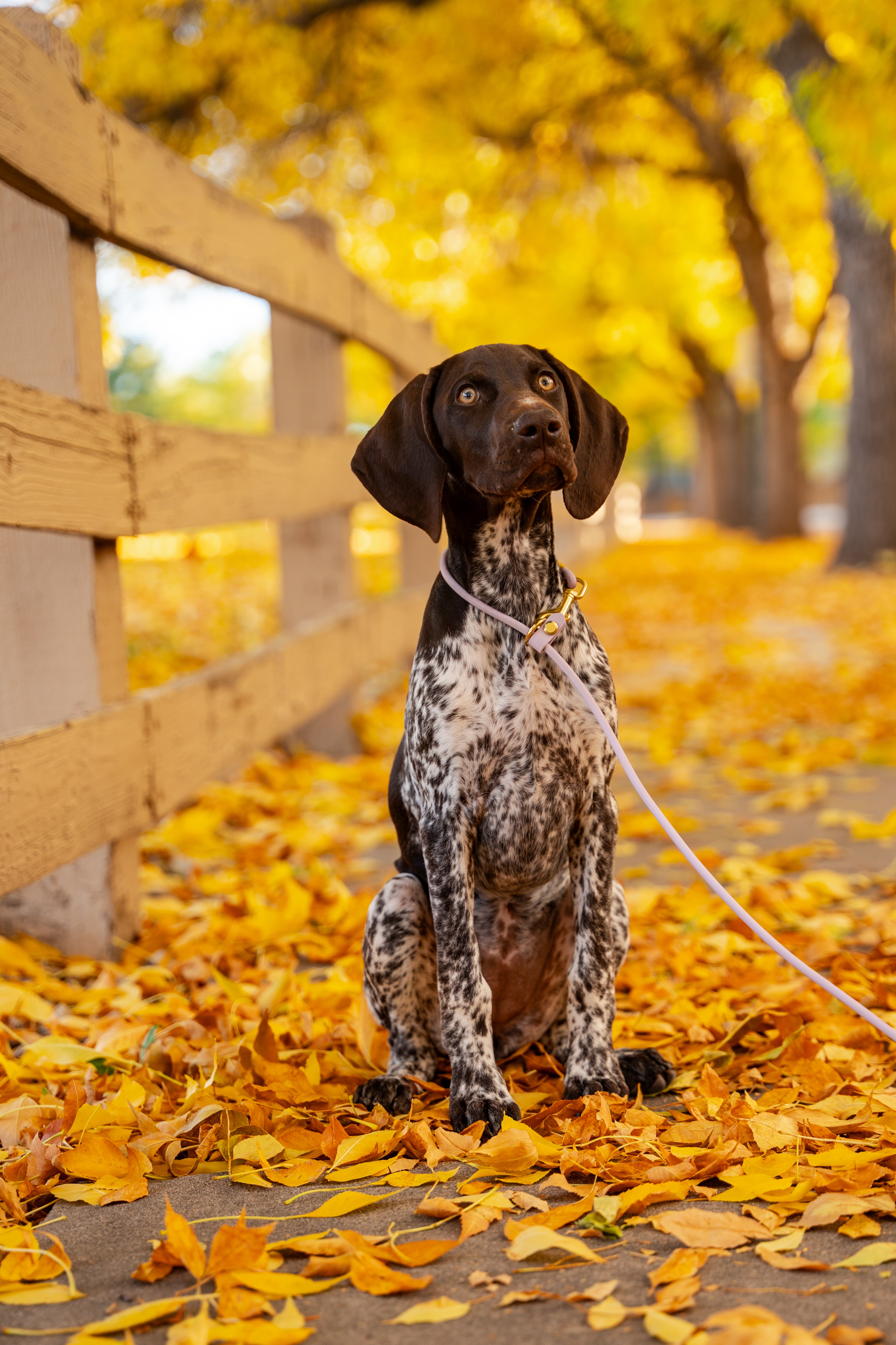 Convertible Leash Upgrade
