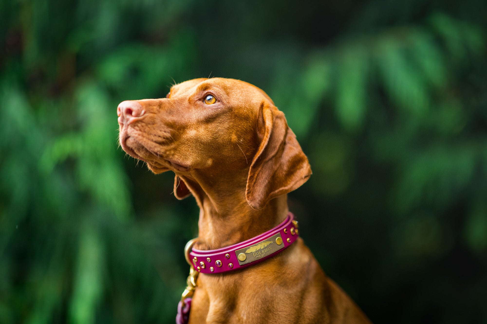 The 'Summit' Leather Collar (1