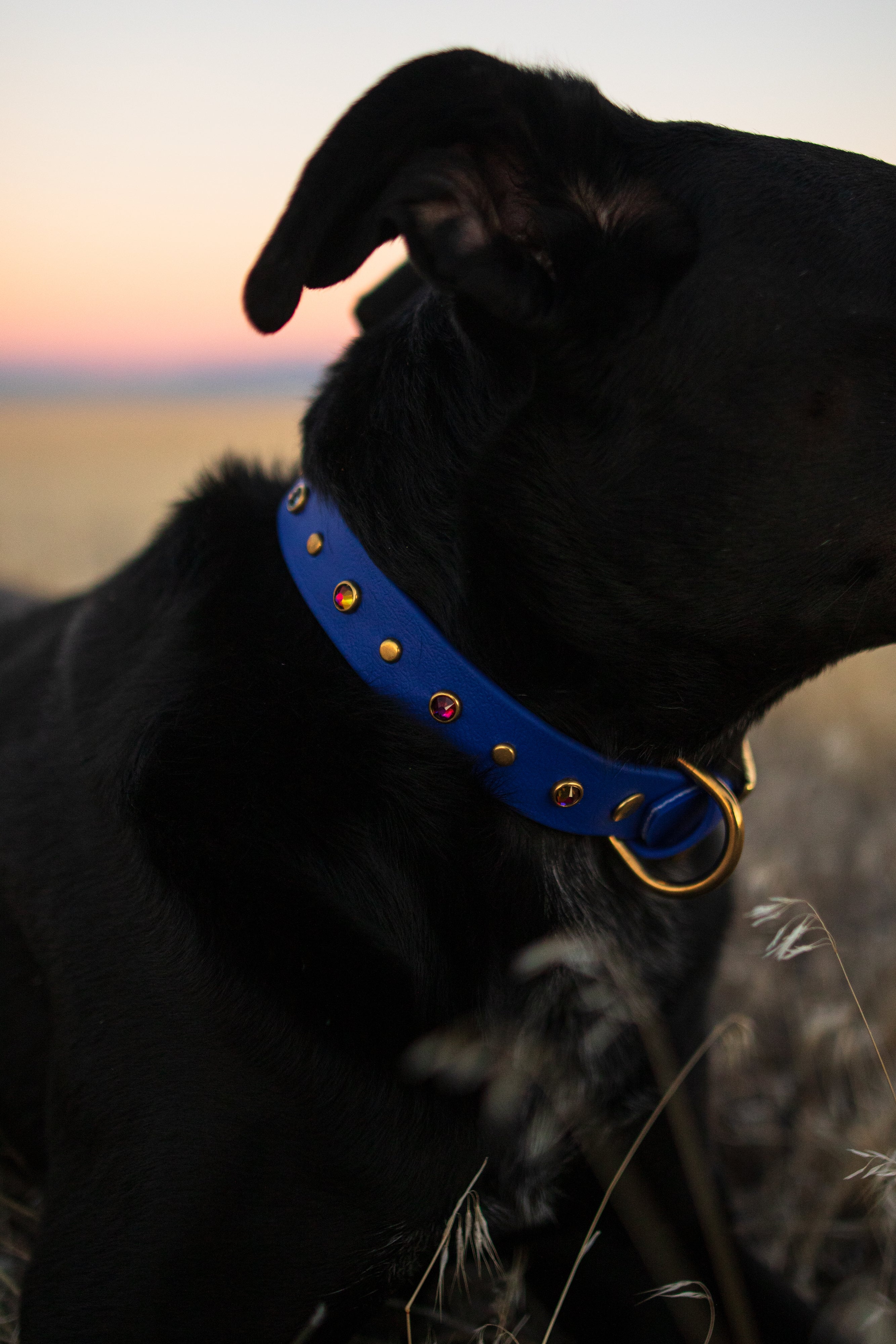 The 'Lucy in the Sky' Collar