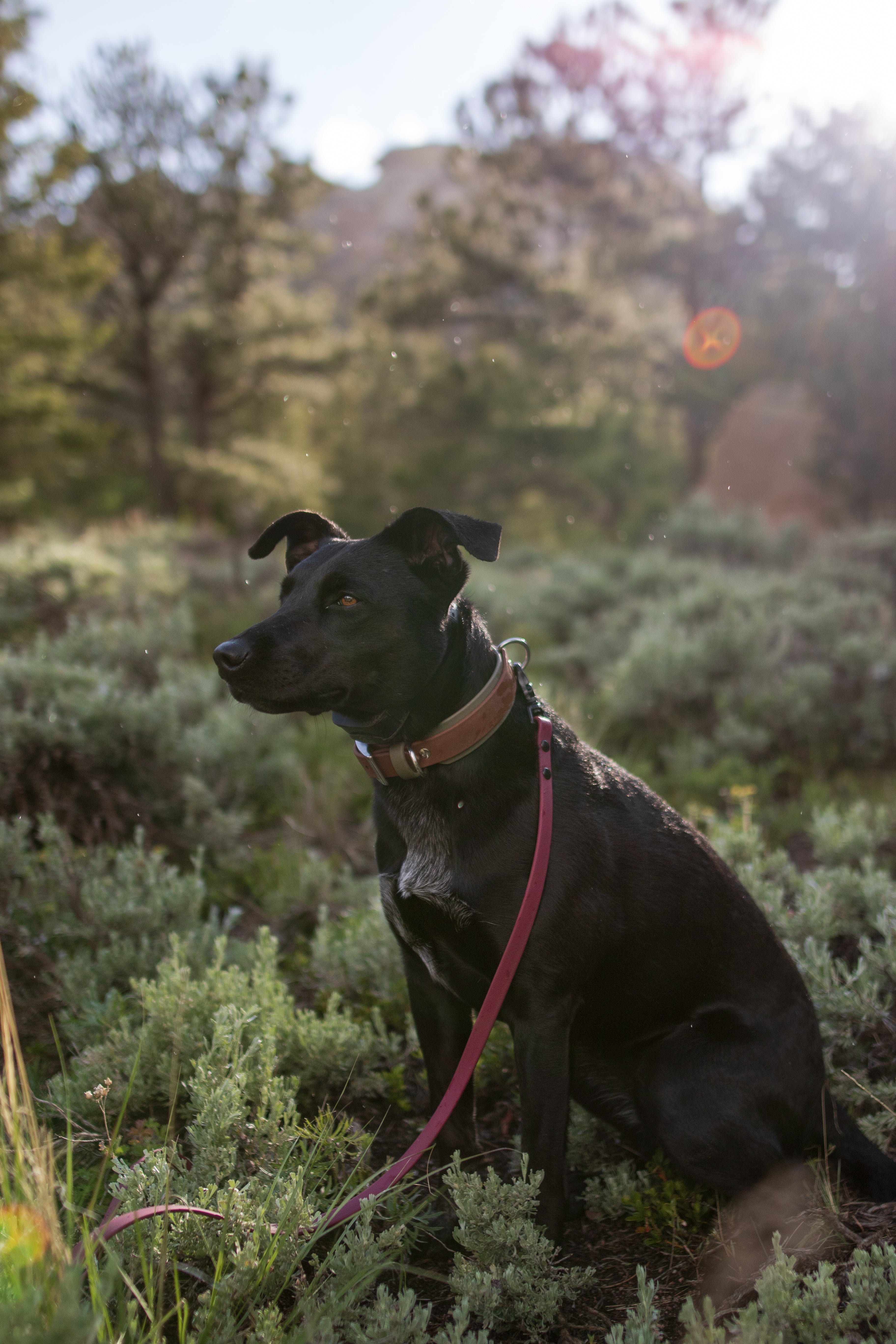 The 'McKinley' Double Layer Collar