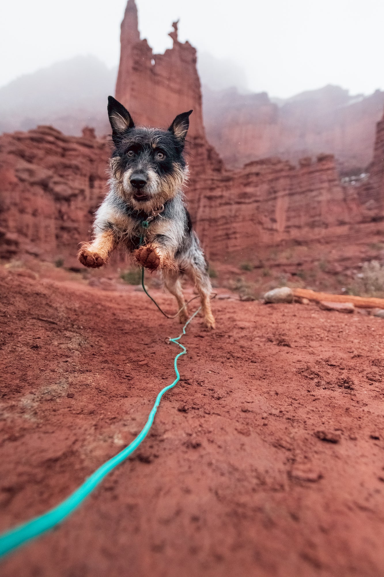 Rolled BioThane Leash