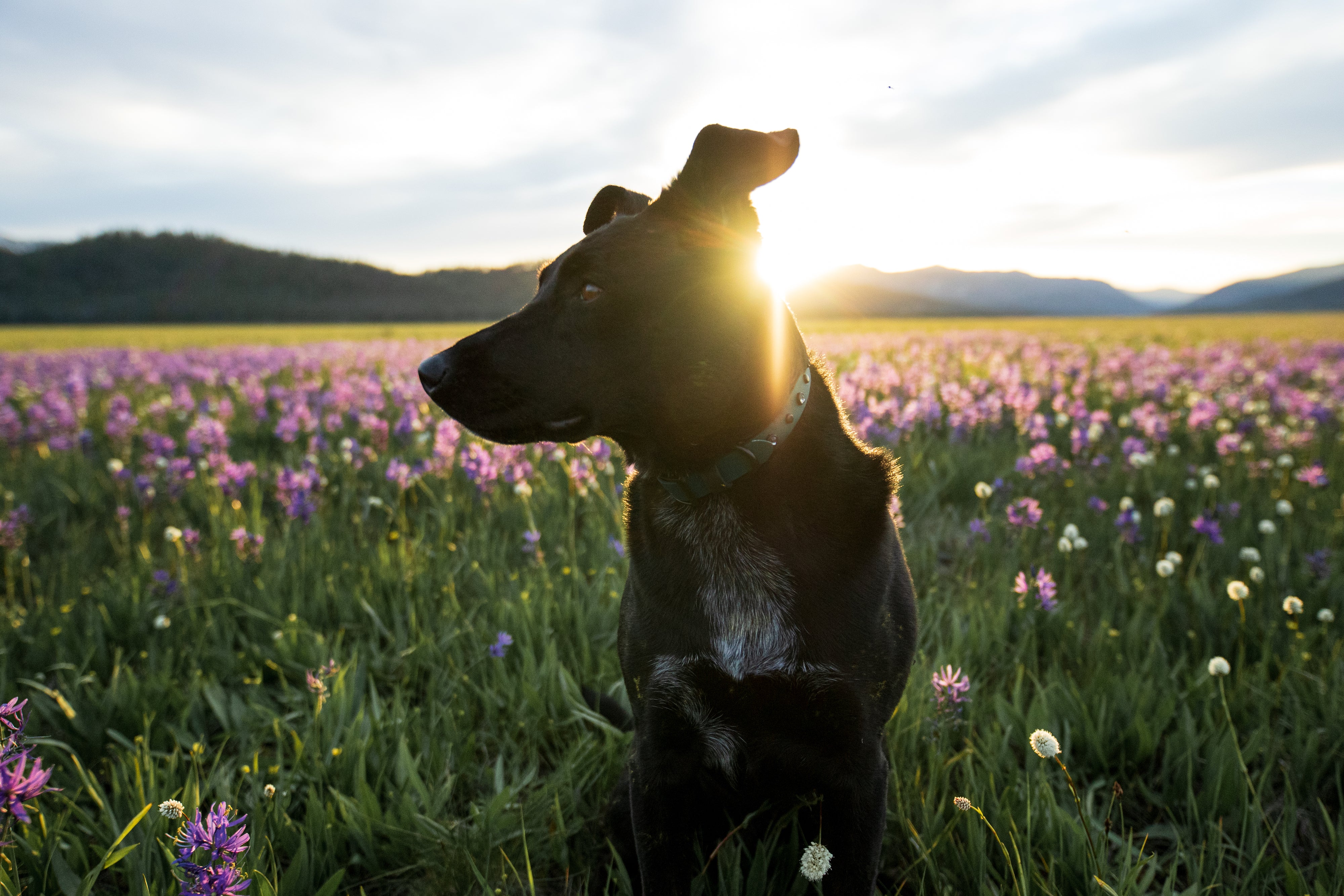 The 'Lucy in the Sky' Collar