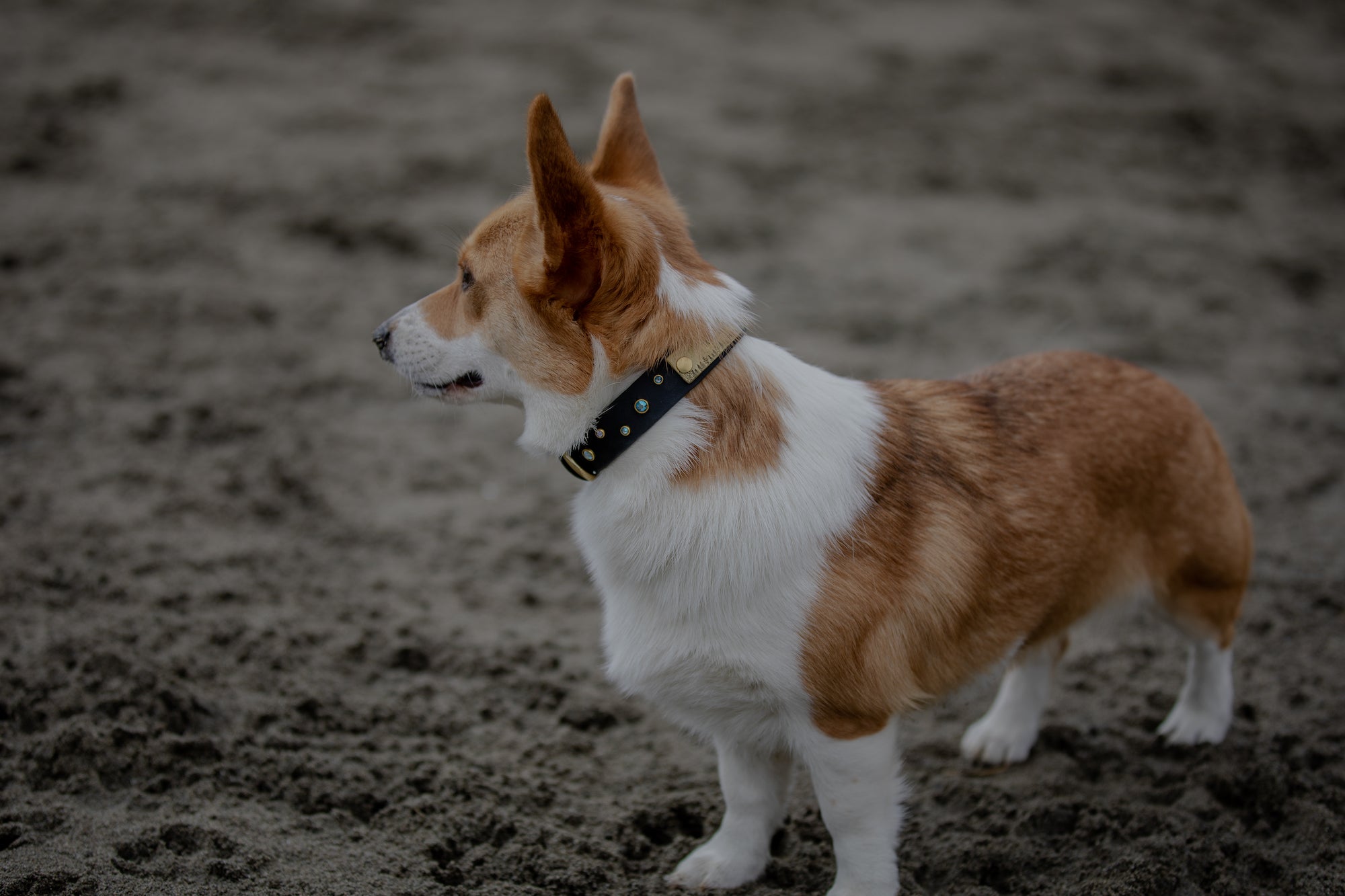 The 'Bijou' Collar