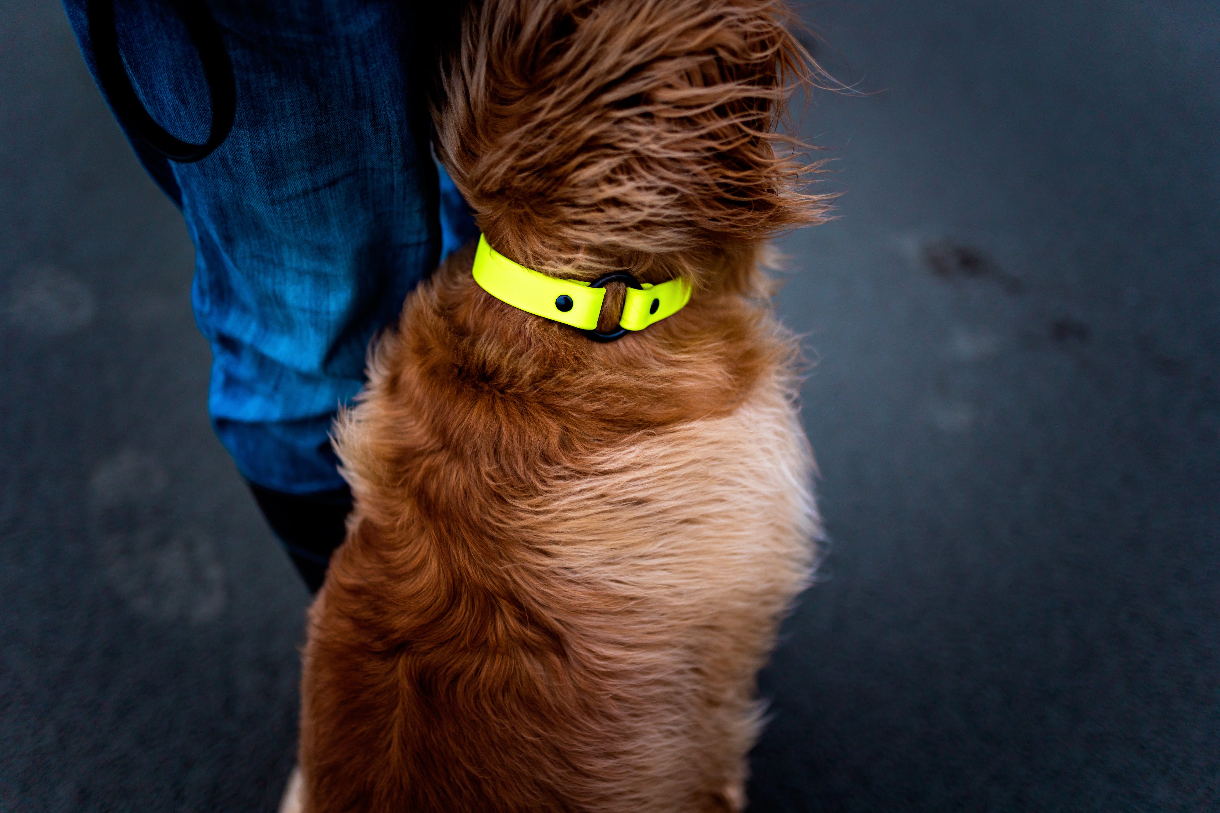 Denali Center Ring Collar