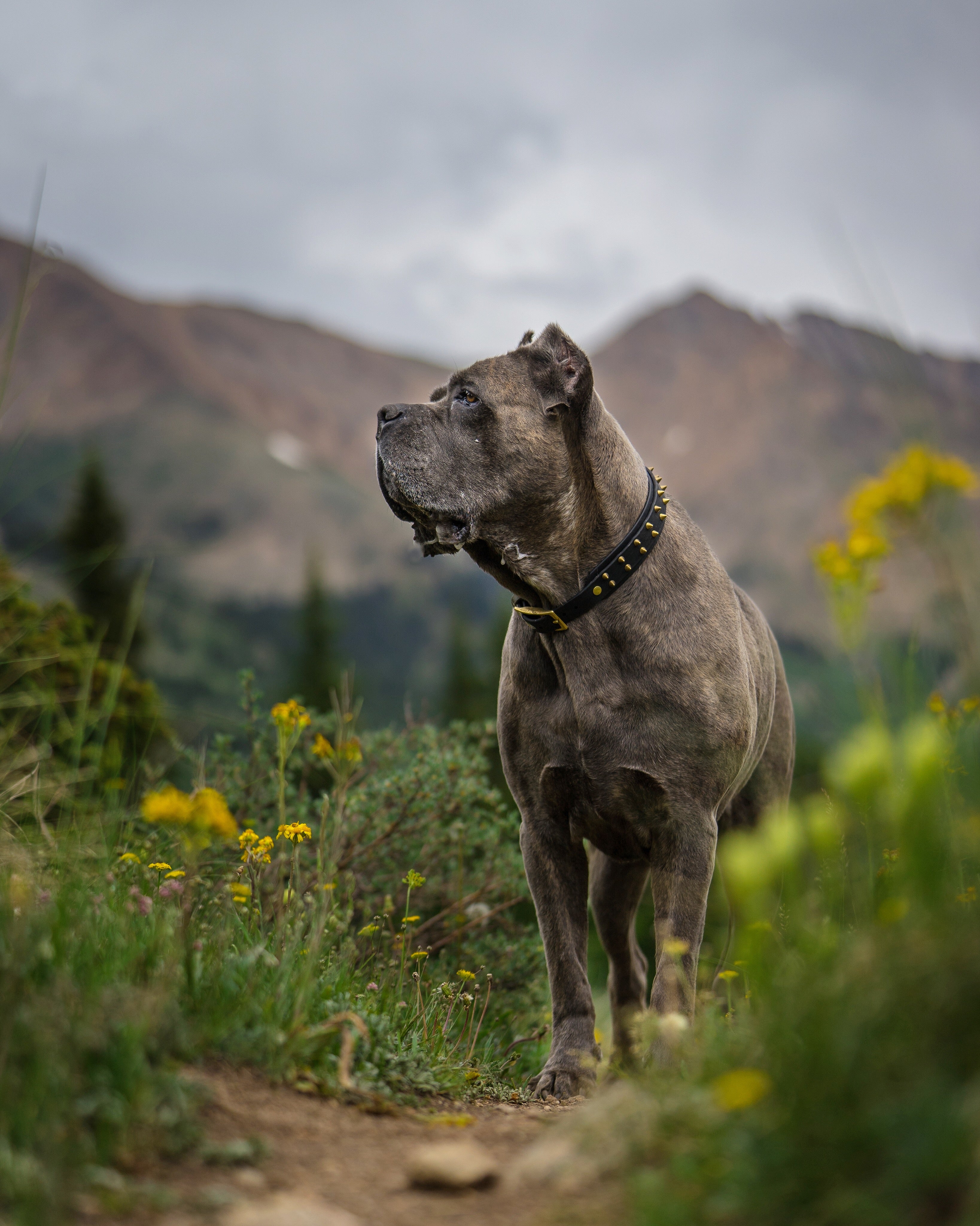 The 'Sawtooth' Collar
