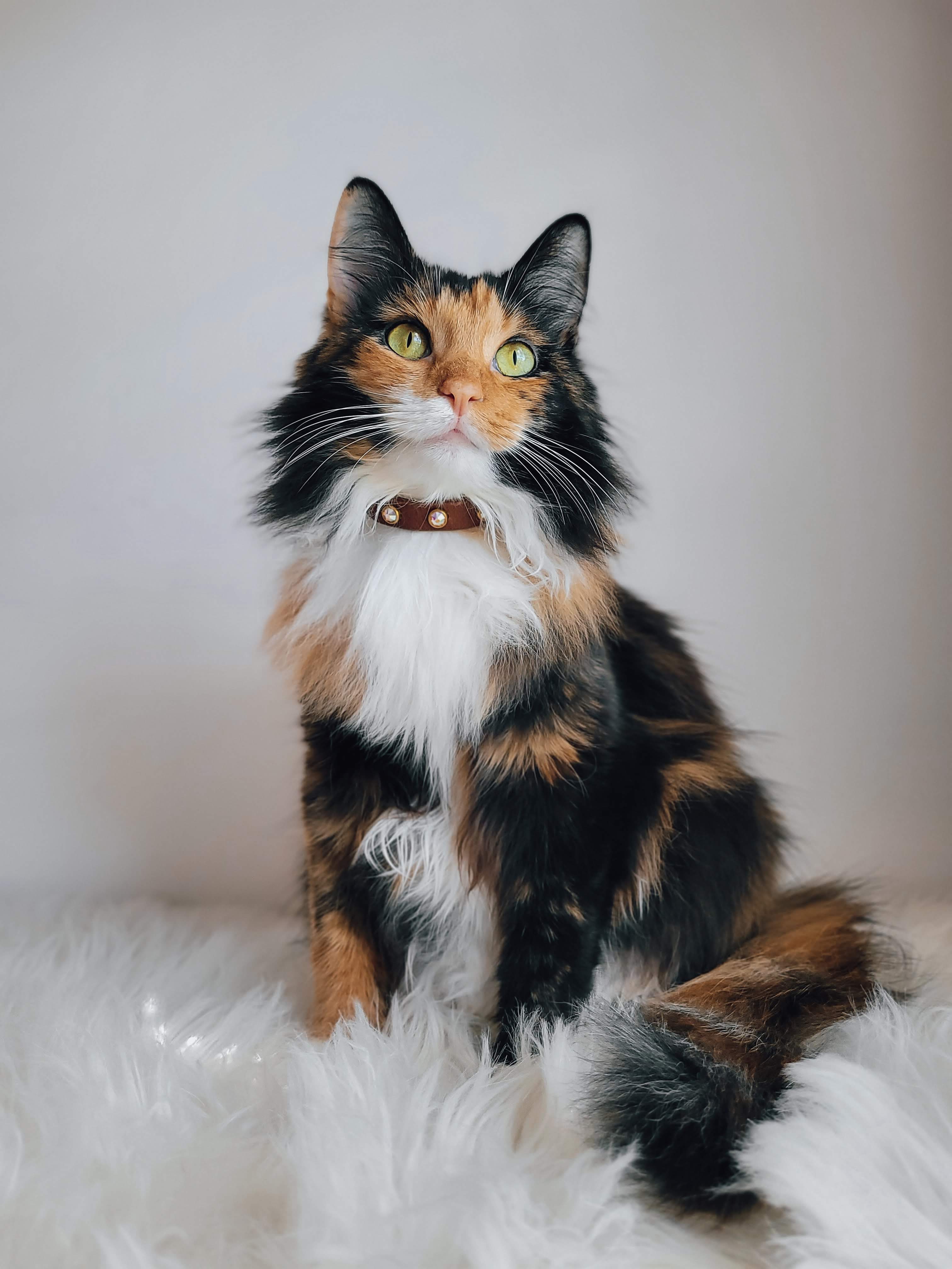 The 'Mini All Crystal Lucy' Leather Collar
