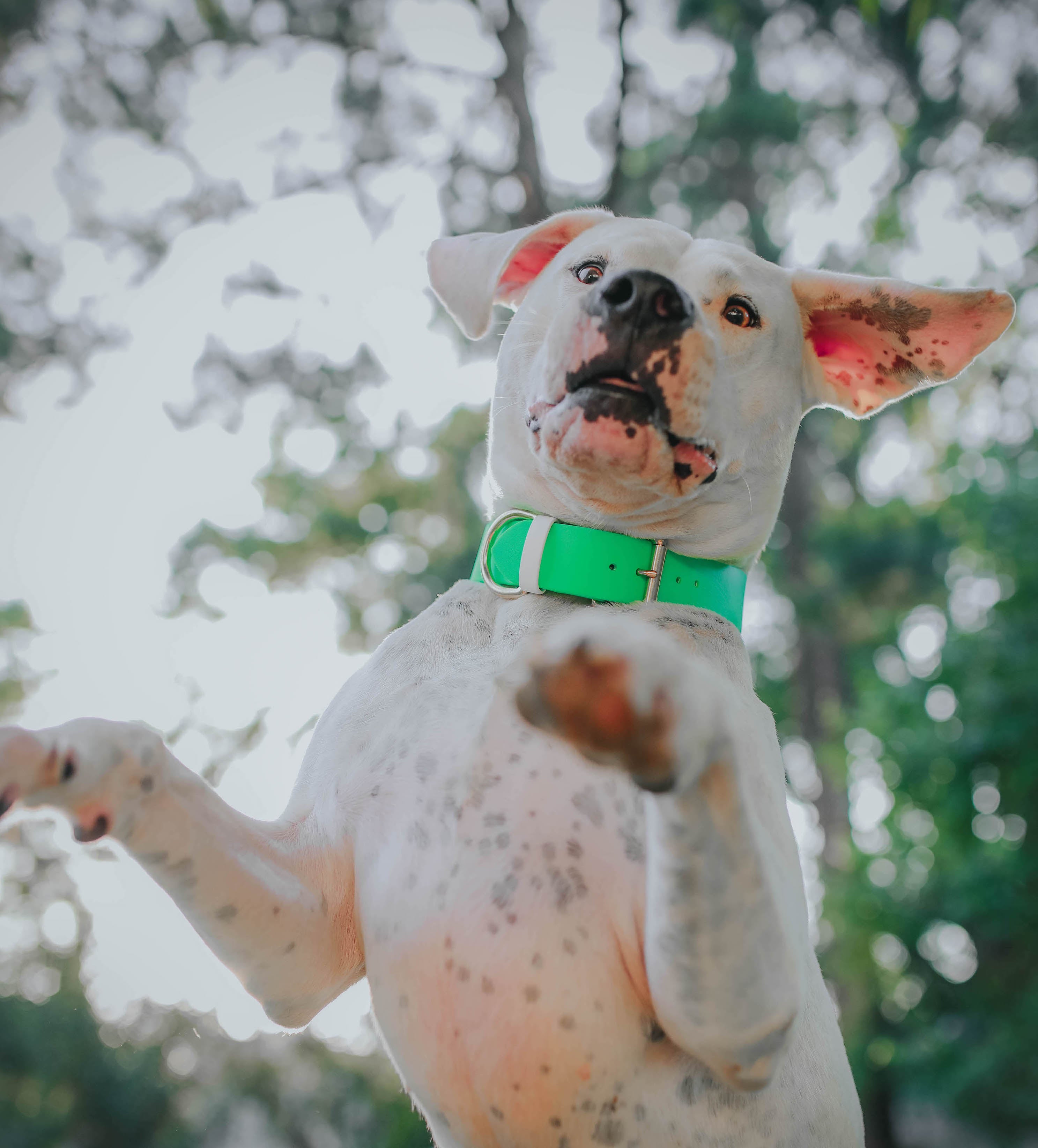 The Sitka Collar (1.5