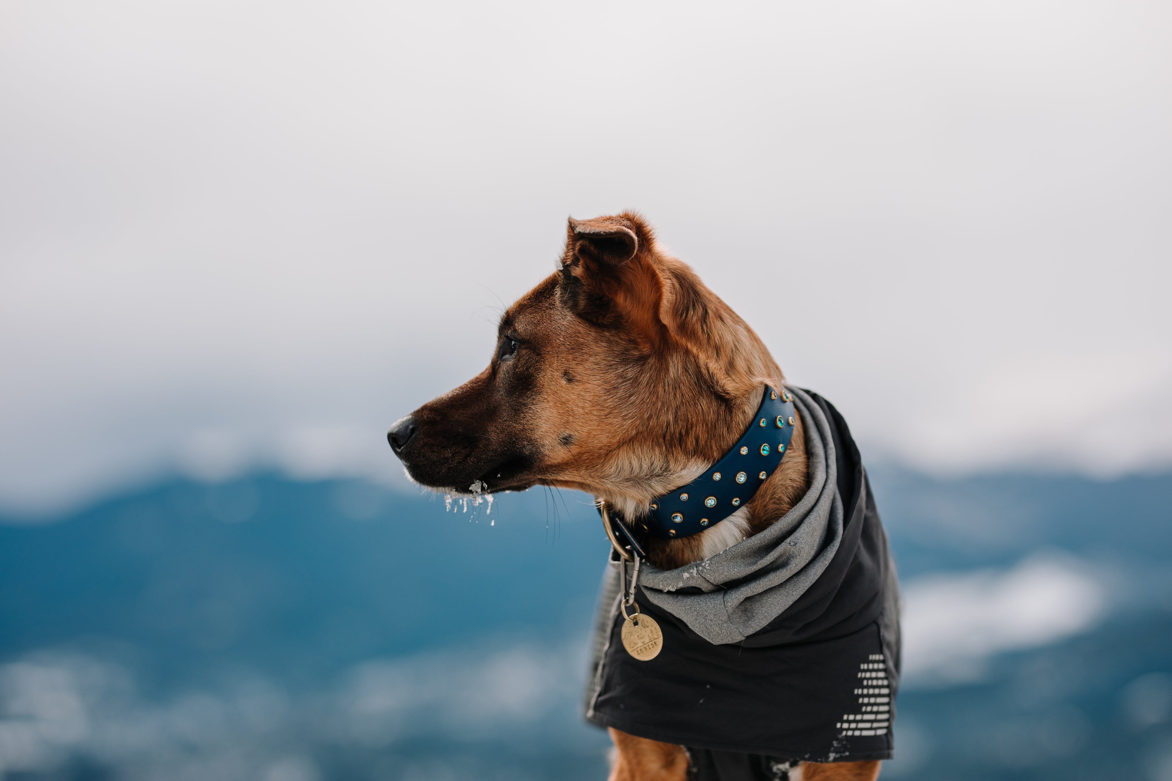 The 'Summit' Collar