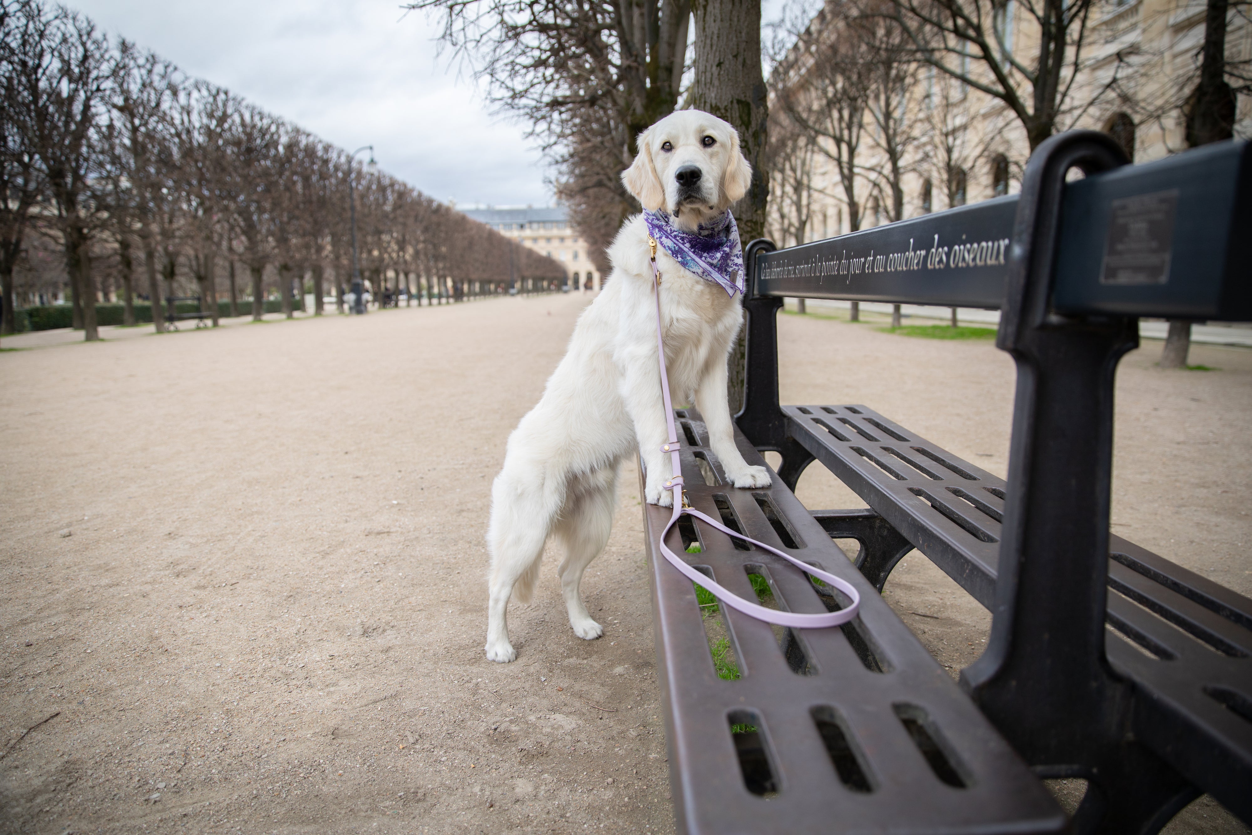 SimpleLead Multifunctional Leash