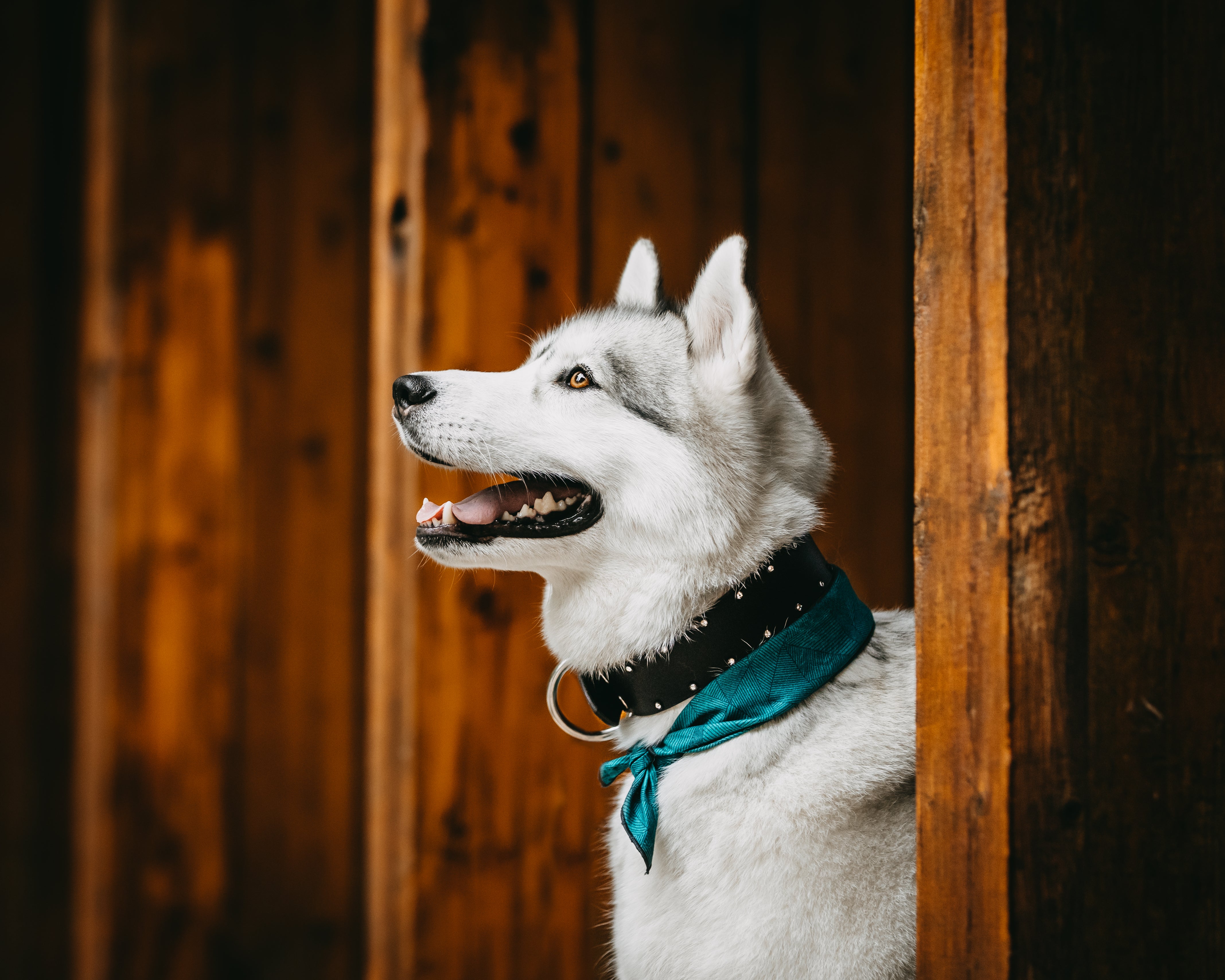 Classic Leather Collar with Border Option