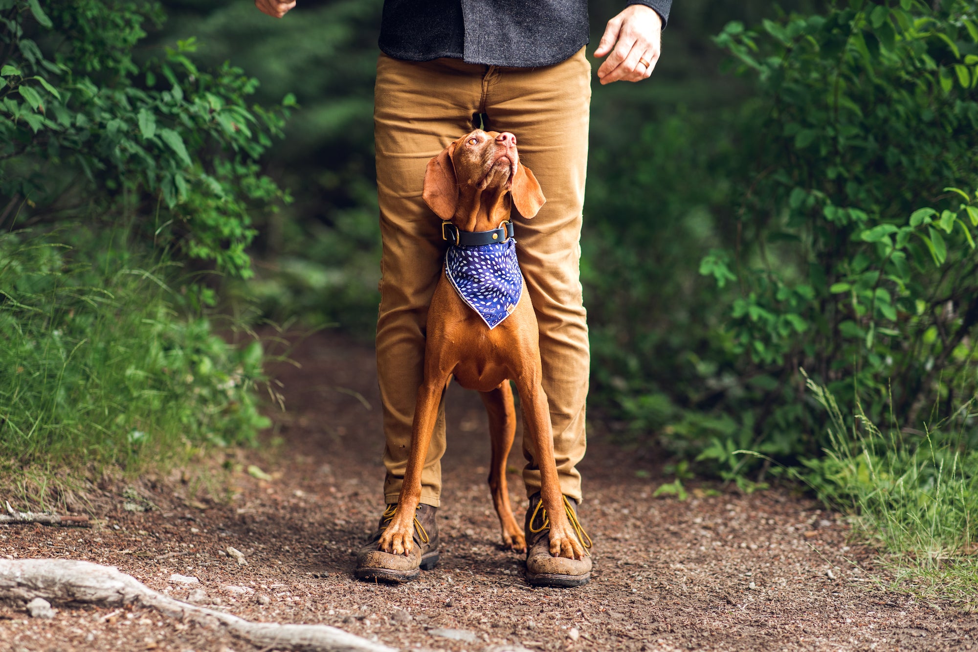 Center Ring Leather Buckle Collar