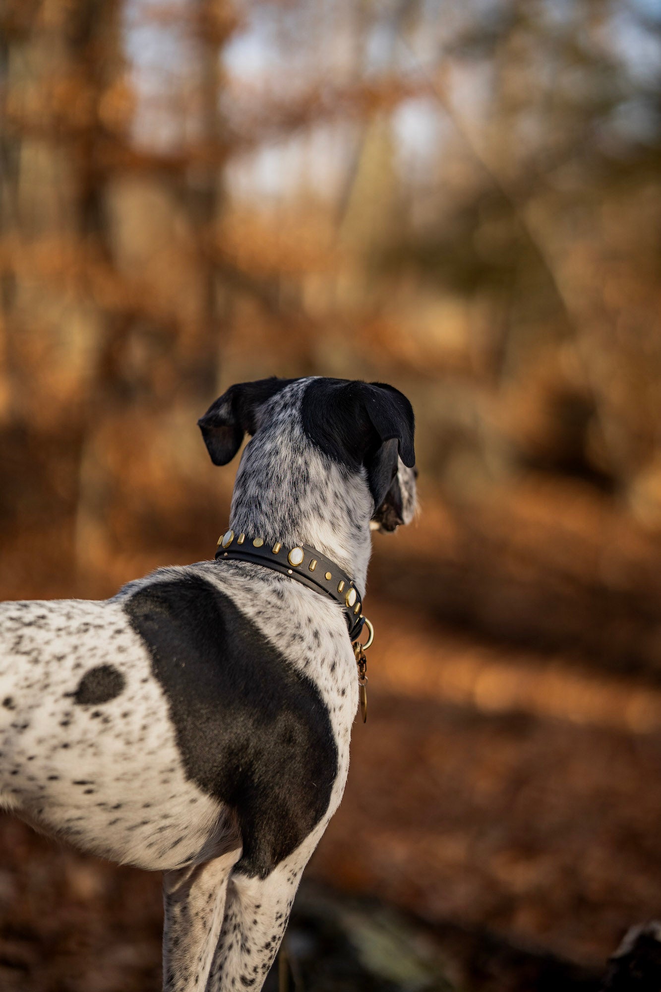 The 'Aphex' Collar