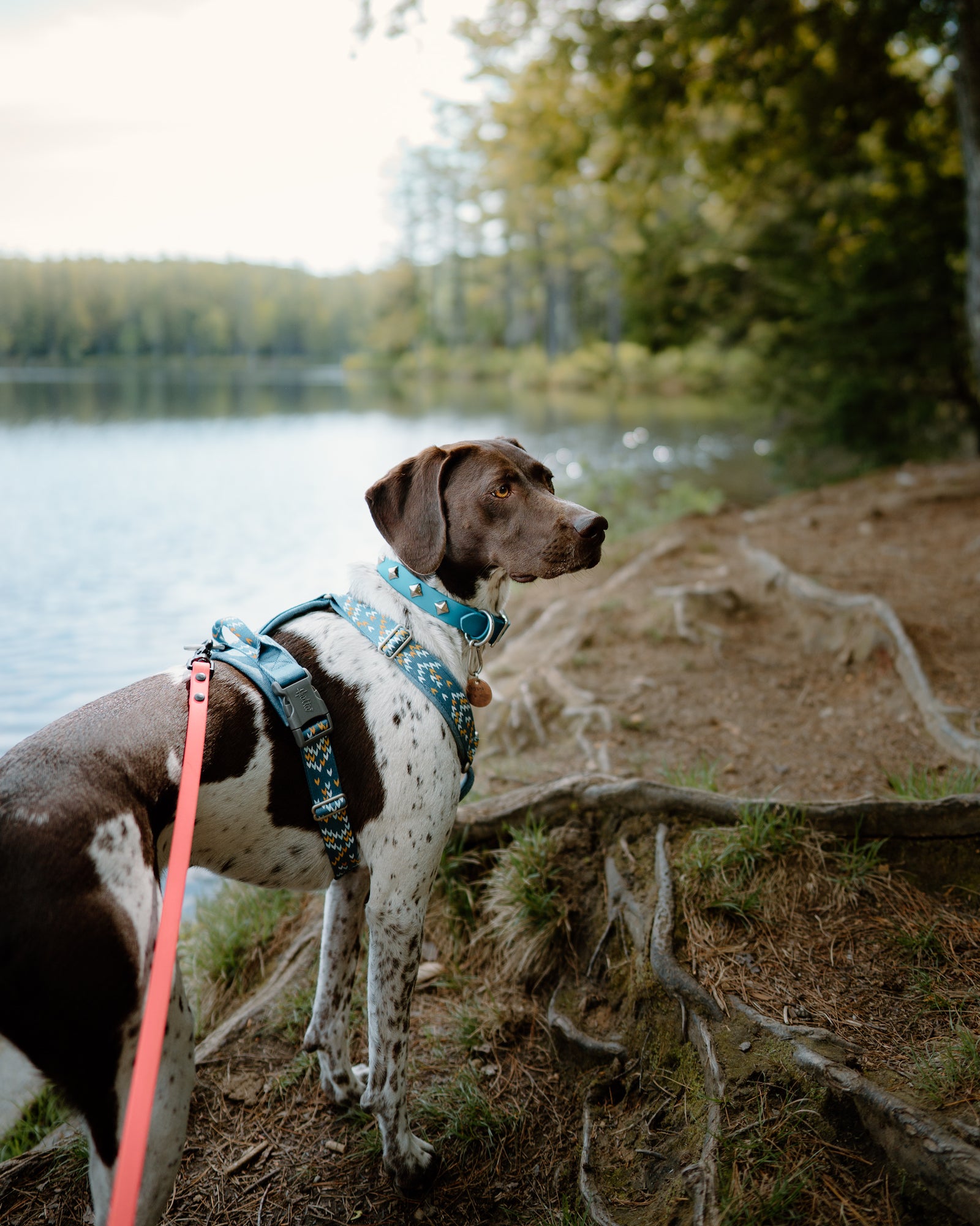 The 'Zambezi' Collar