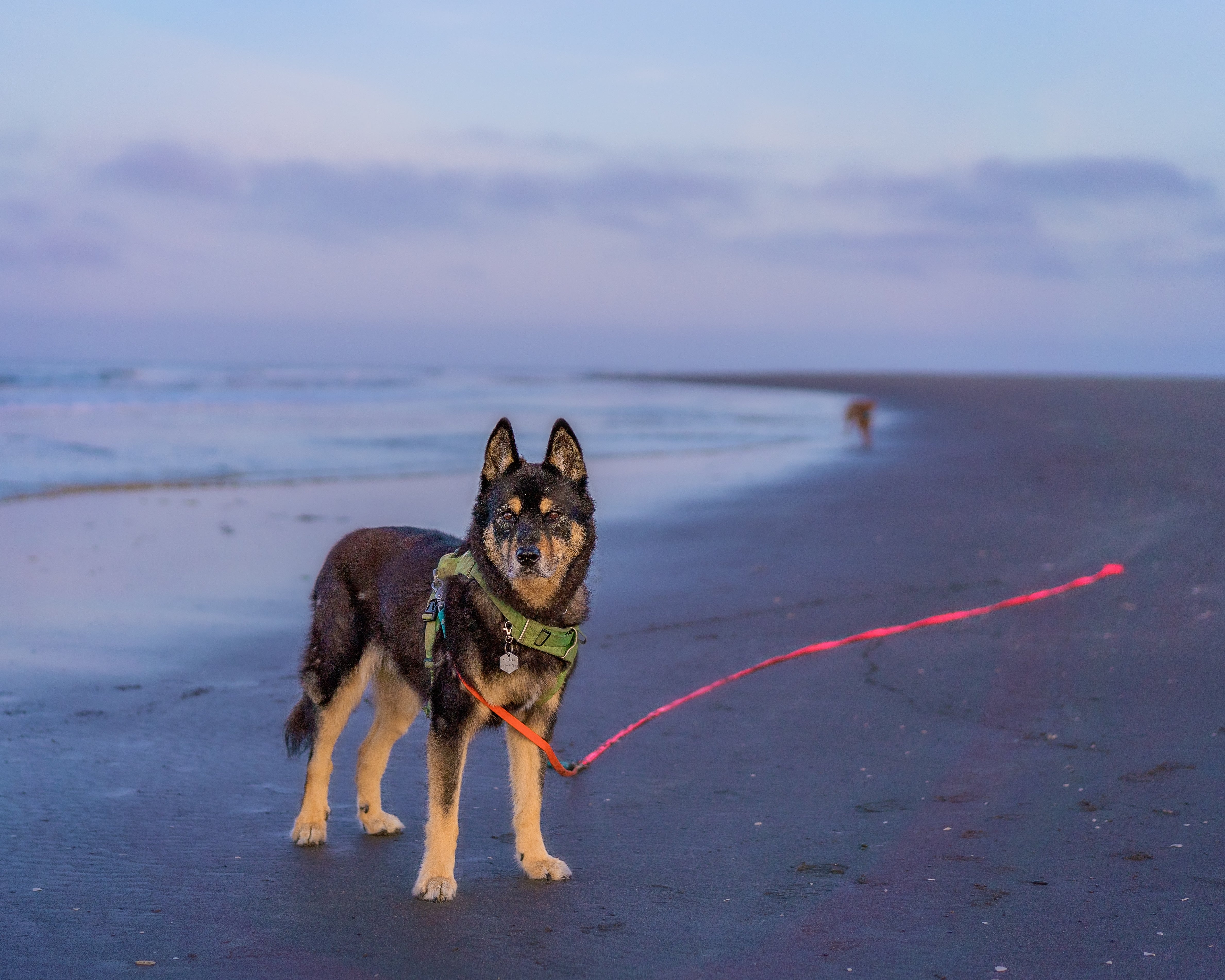 Denali Long Line Leash