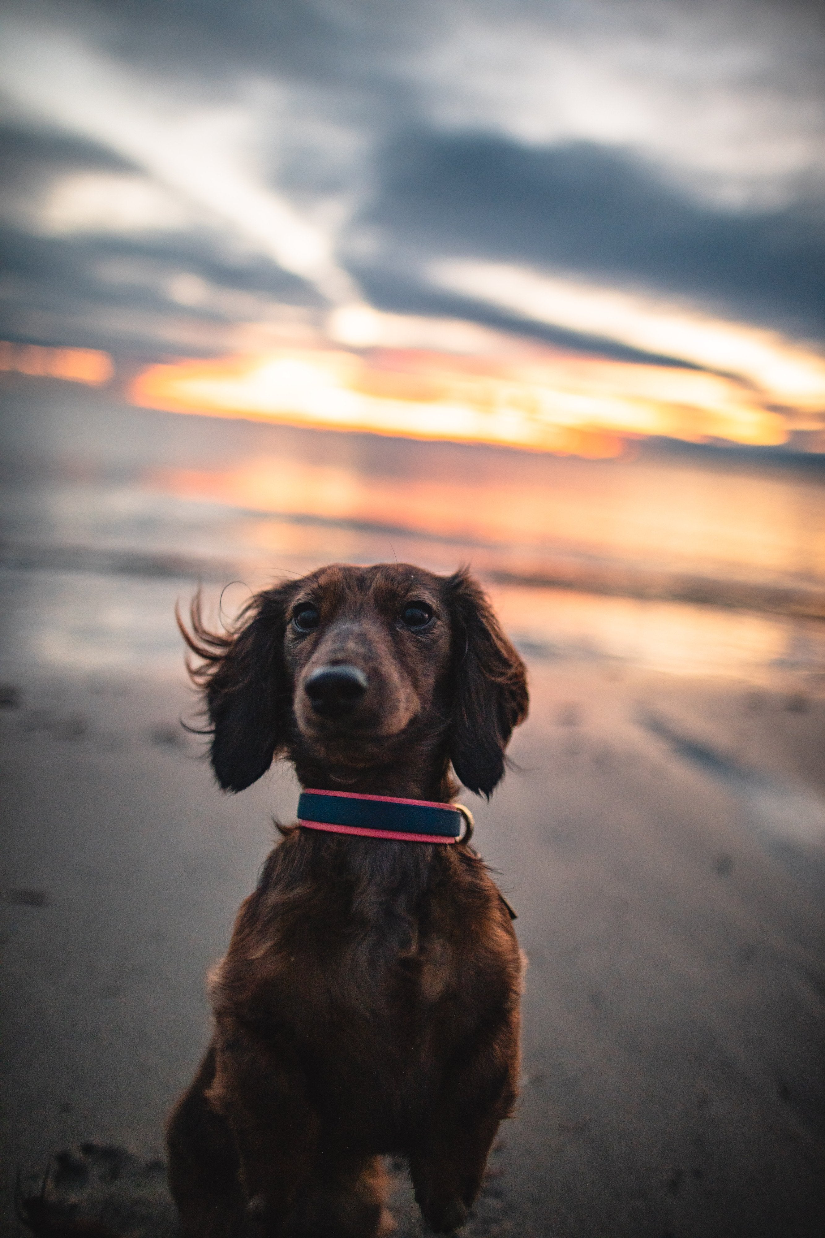 Katmai Collar