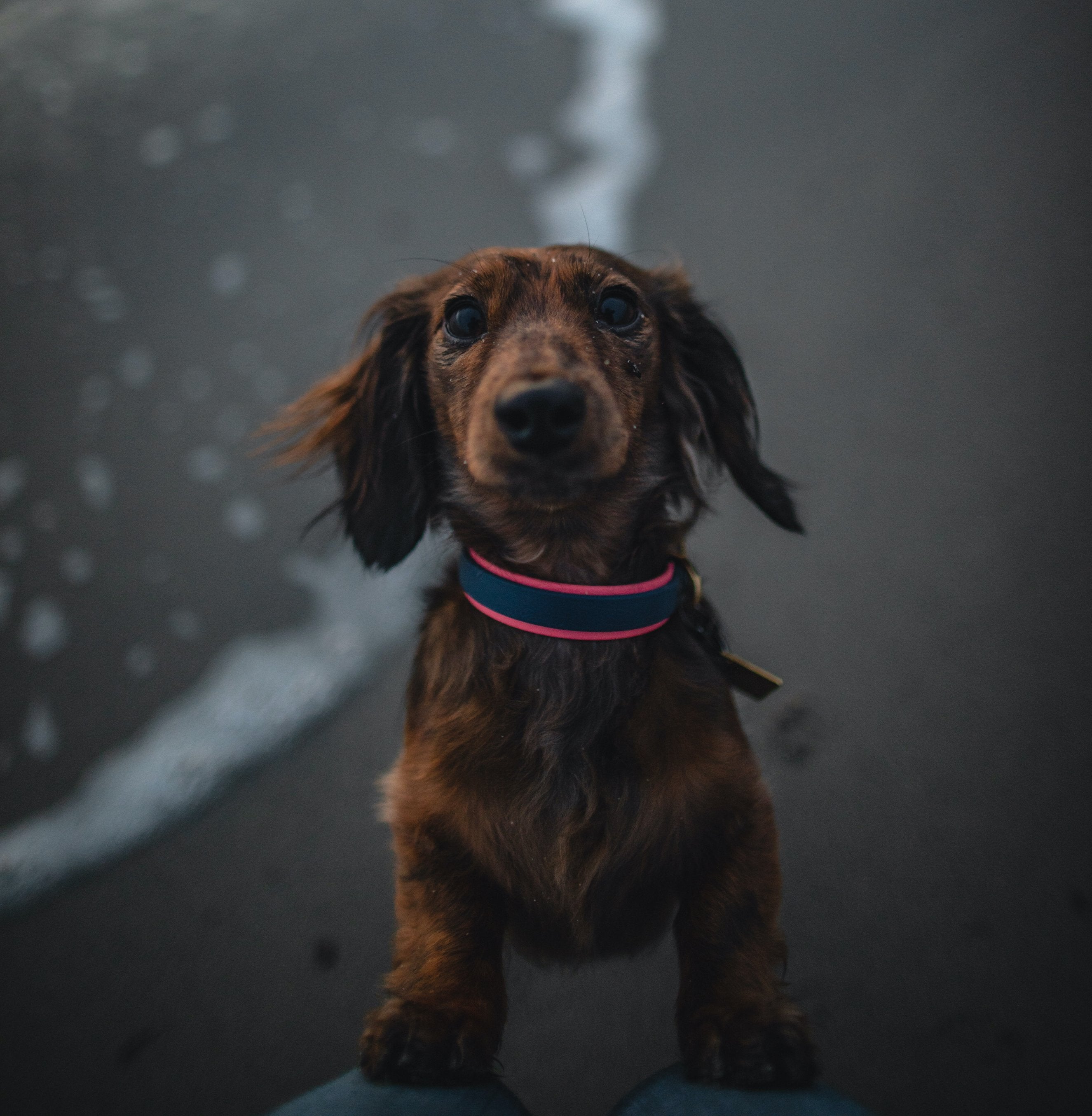 Katmai Collar