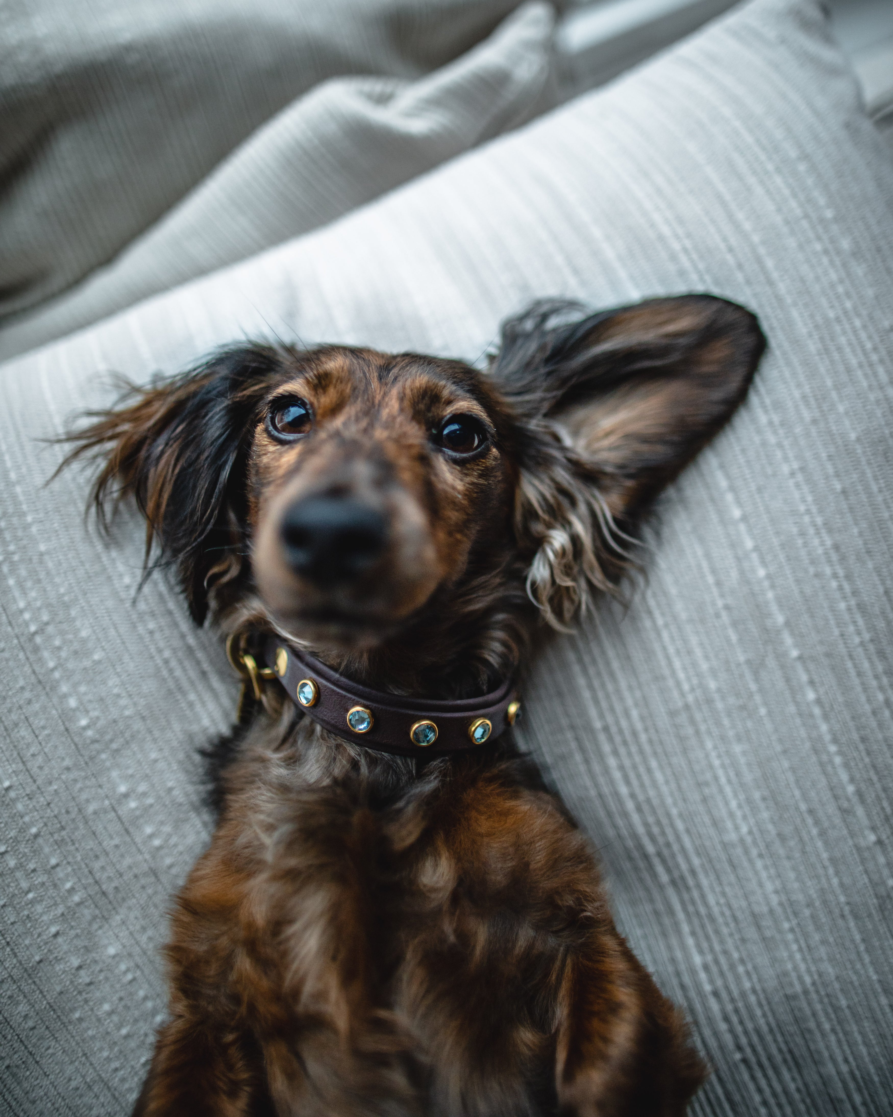 Small dog wearing double layer Lucy in the Sky collar in color Kodiak with Aquamarine Swarovski crystals