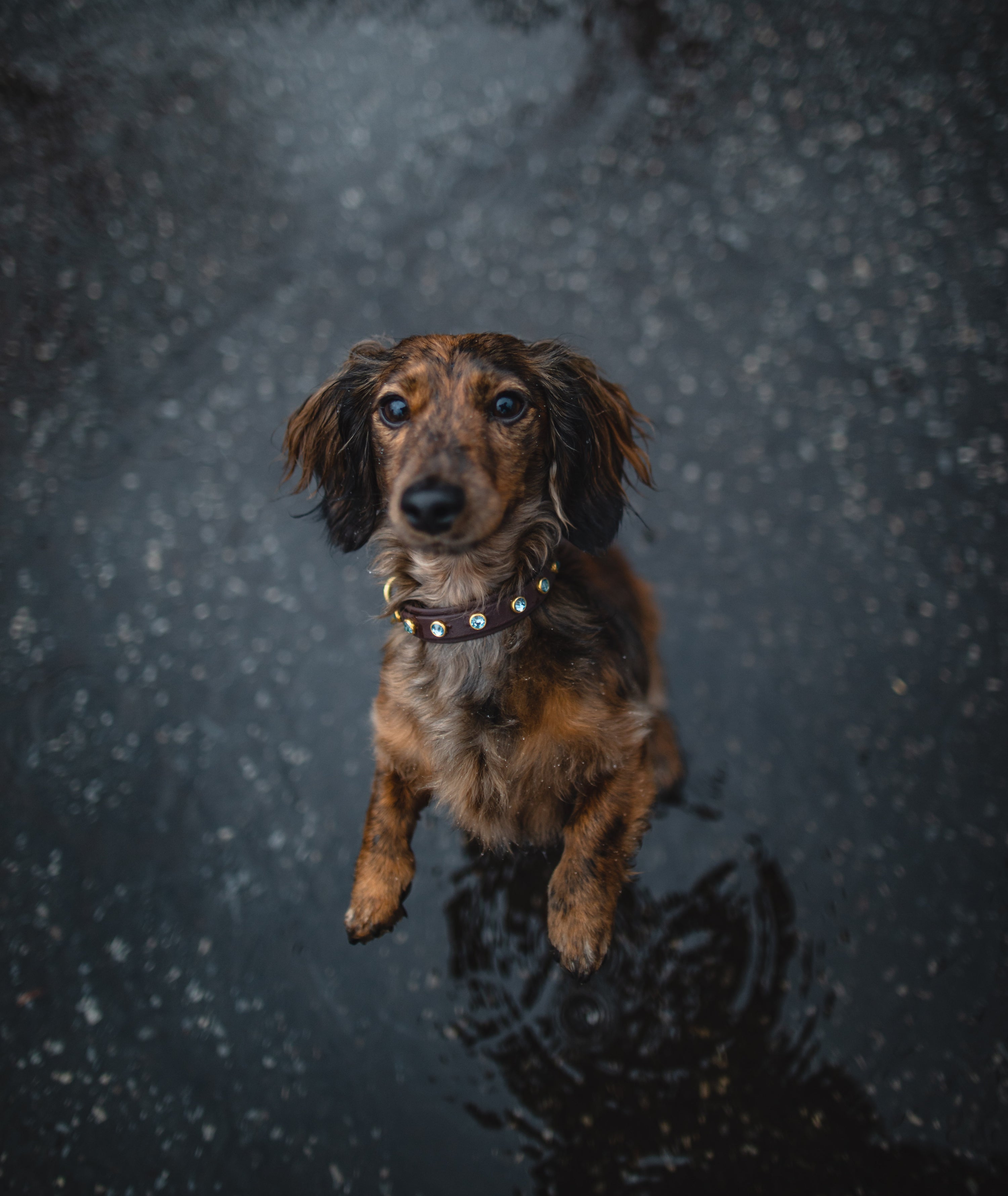 Dauchshund sitting up in the rain wearing a waterproof Sloppy Chops Co collar