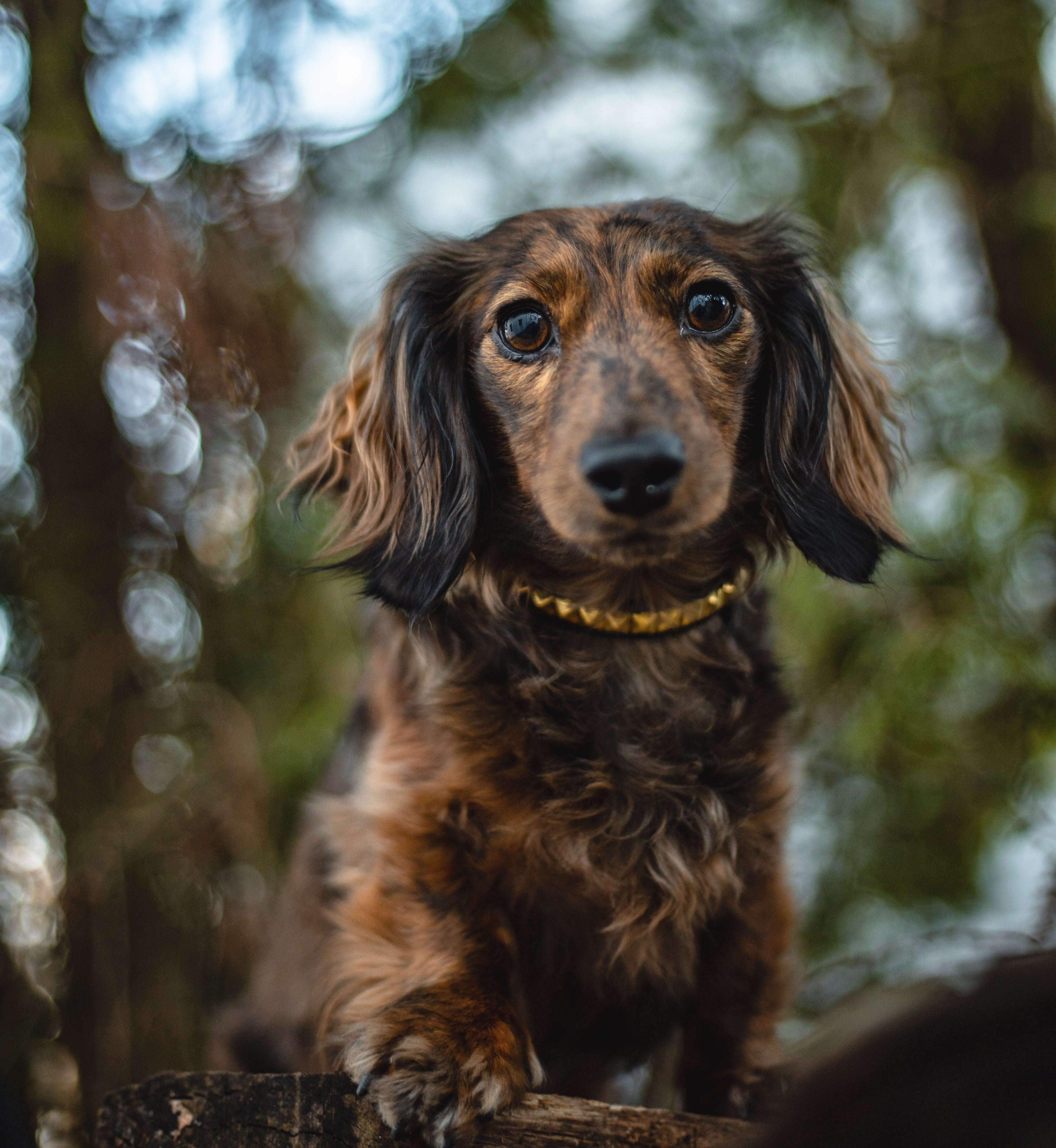 The 'Pax' Katmai Collar