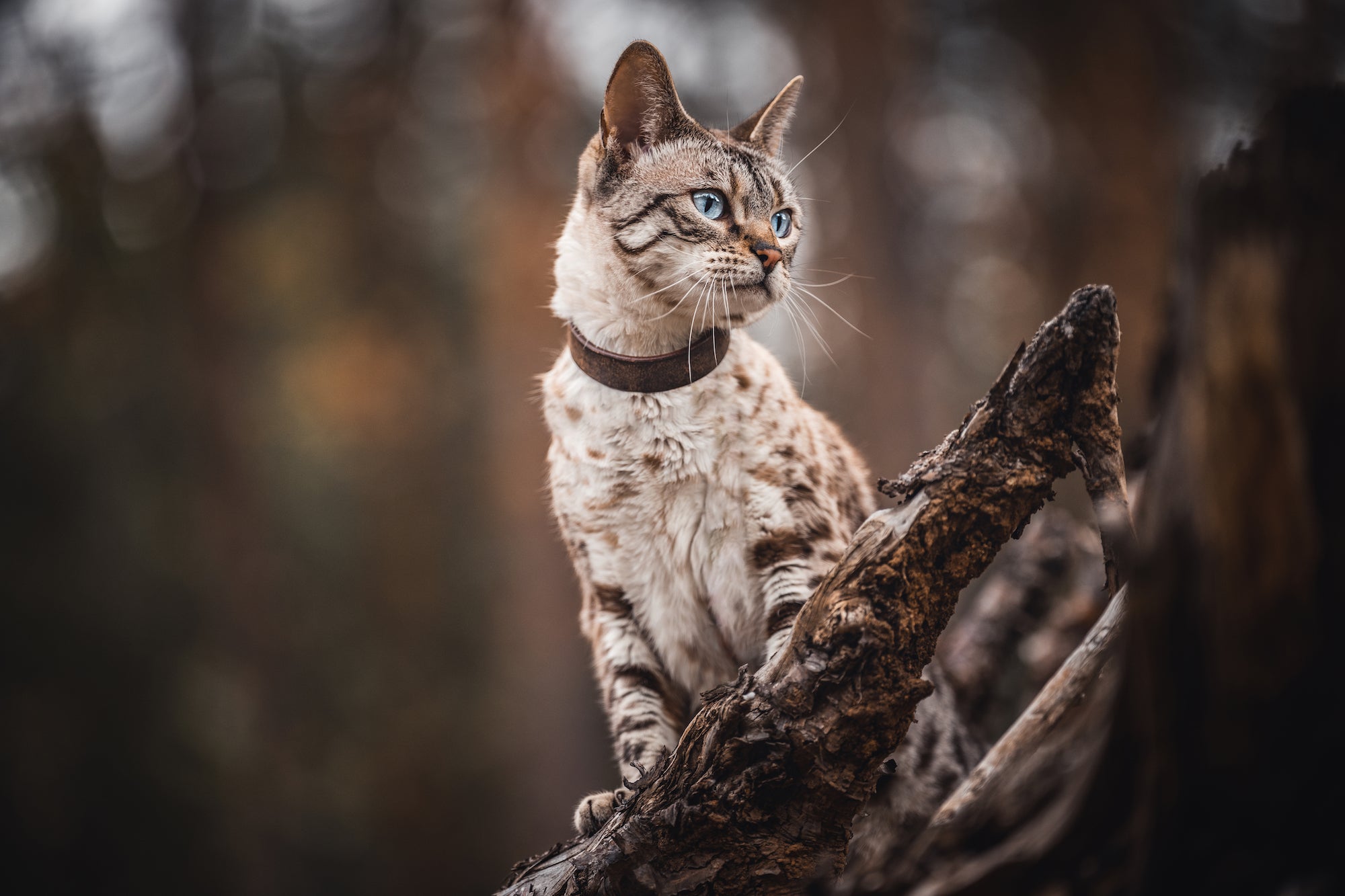 Classic Leather Cat Collar