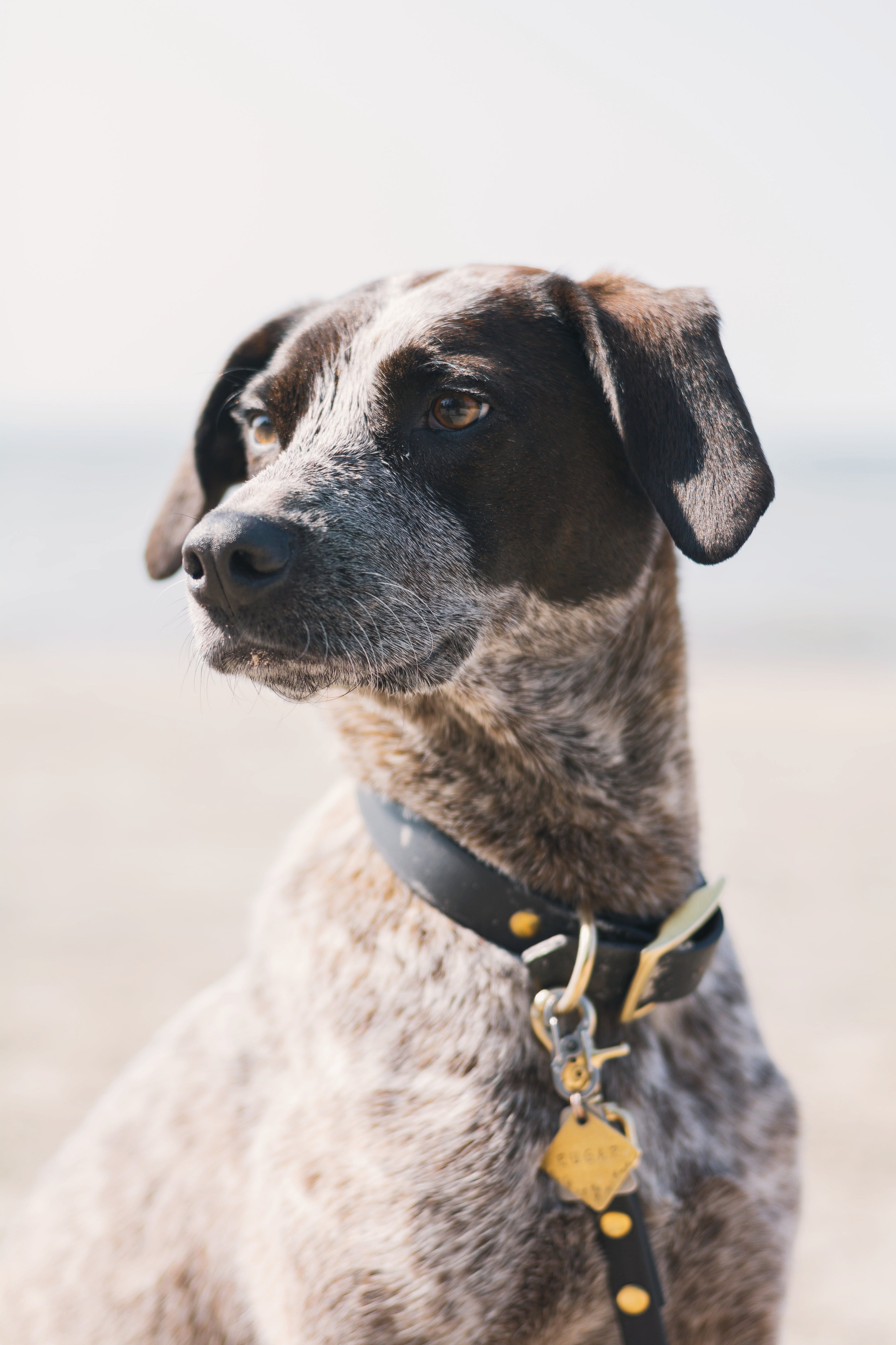 Denali Classic Buckle Collar