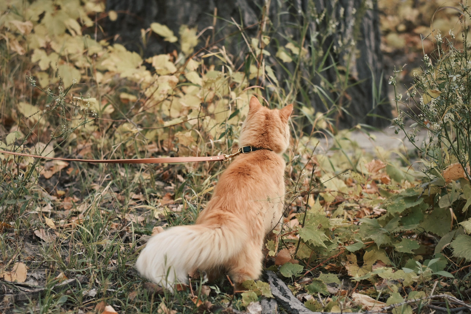 Katmai Leash