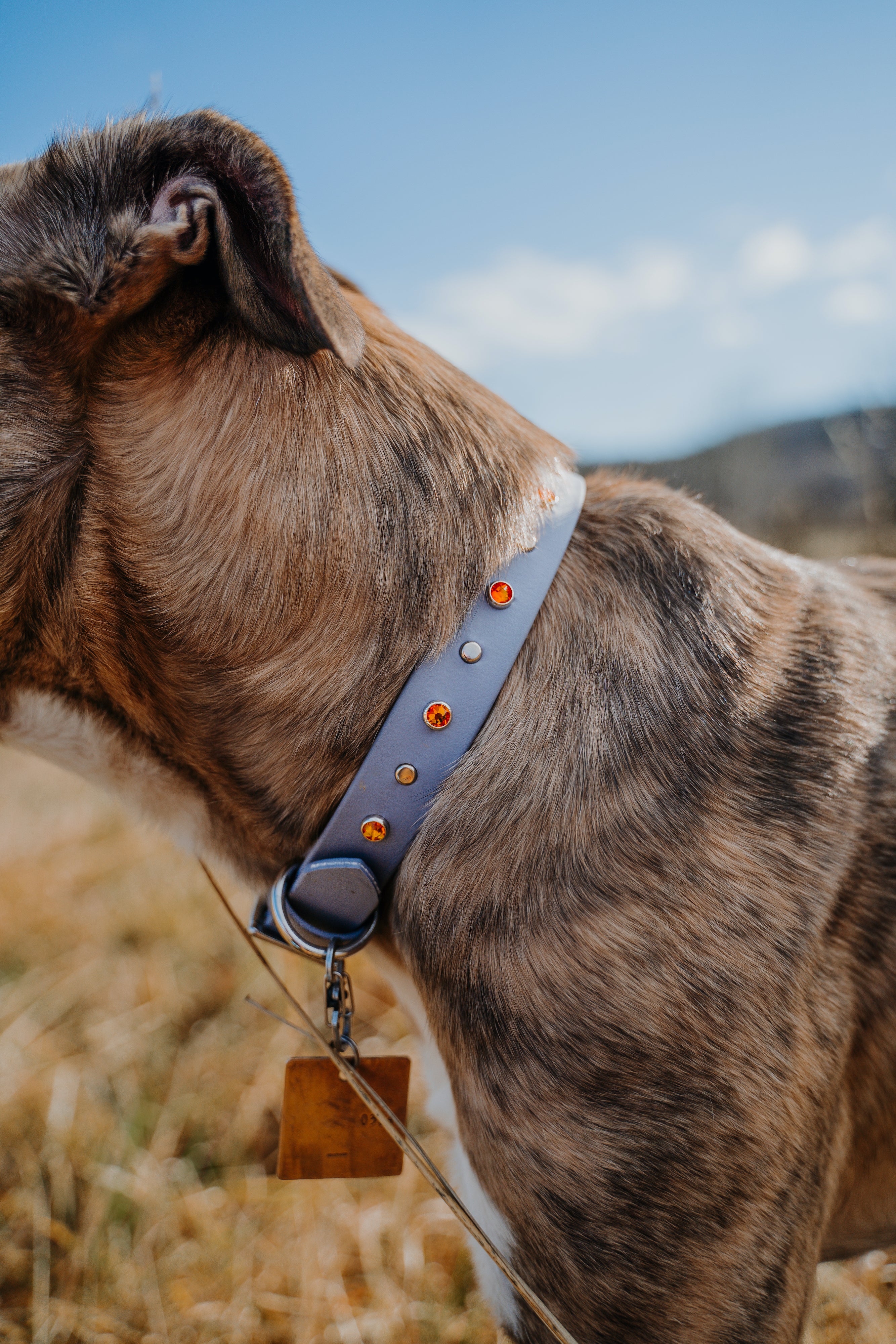 The 'Lucy in the Sky' Collar