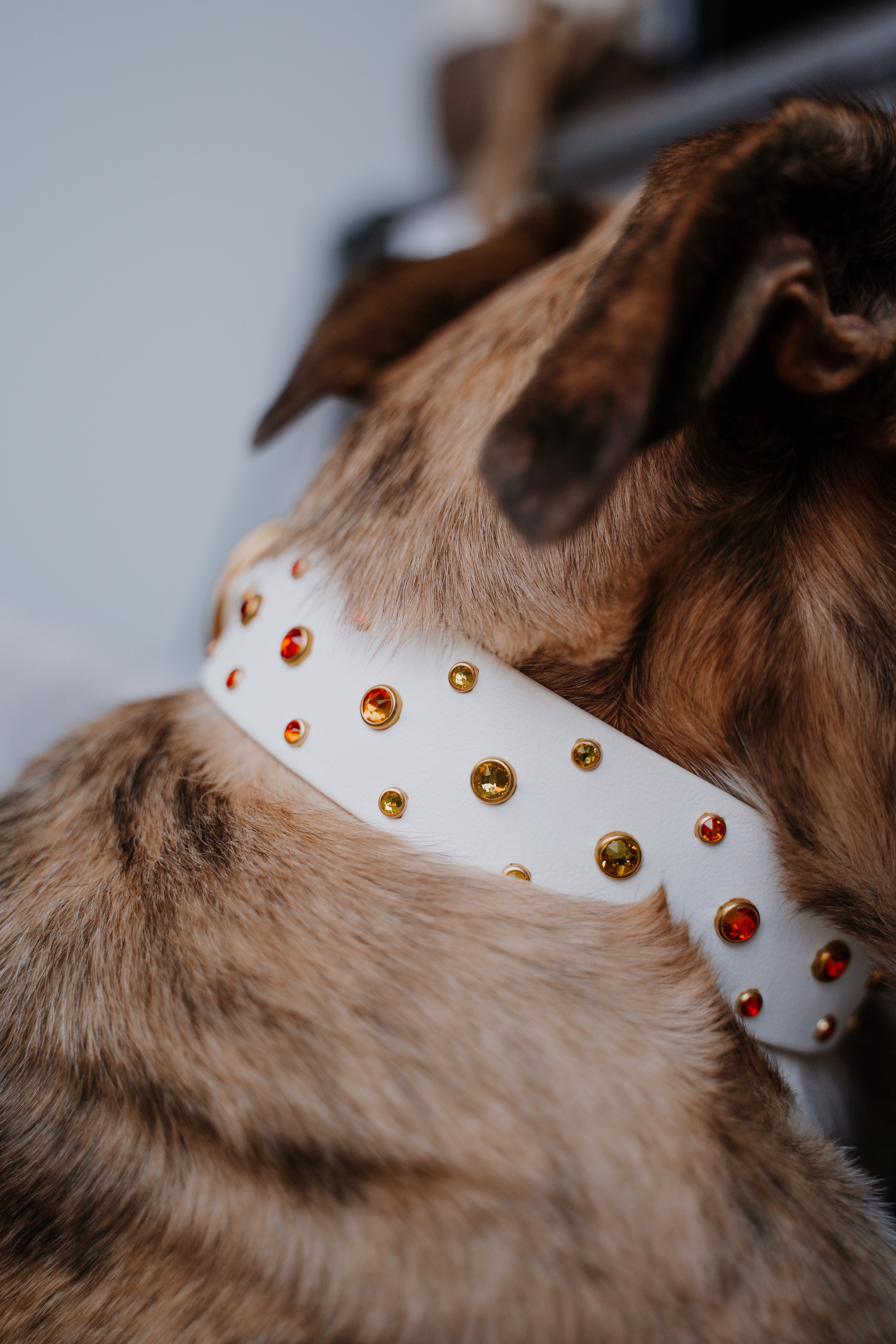 The 'Summit' Collar