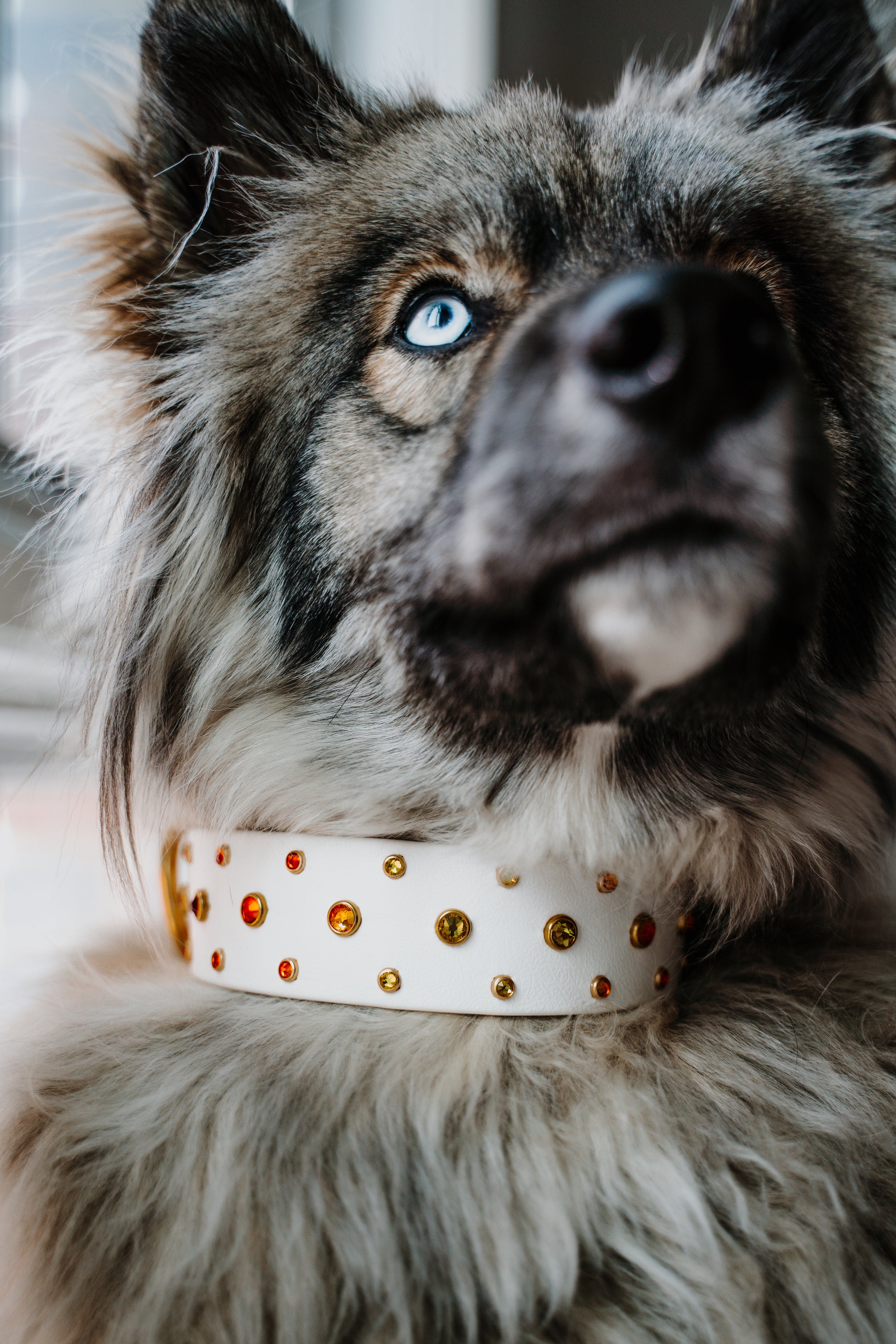 The 'Summit' Collar