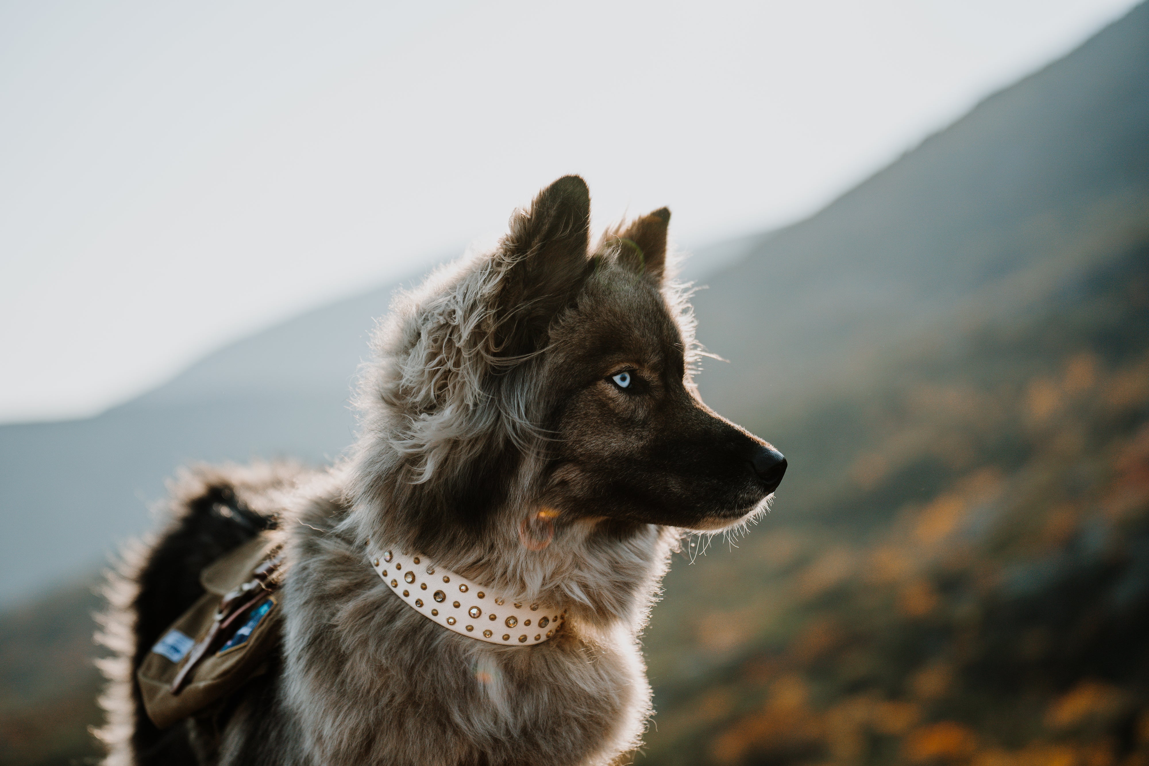 The 'Solstice' Collar