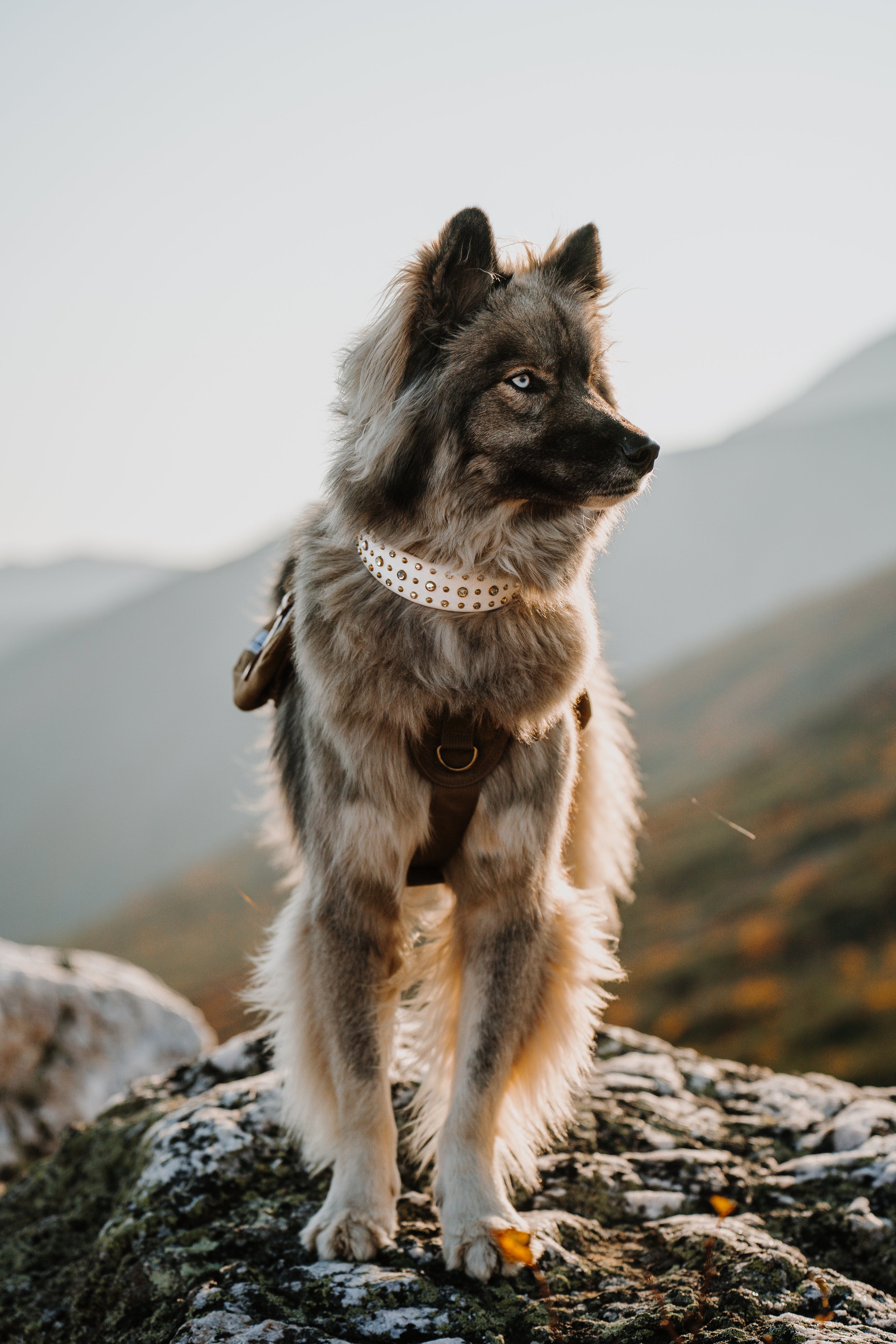 The 'Solstice' Collar