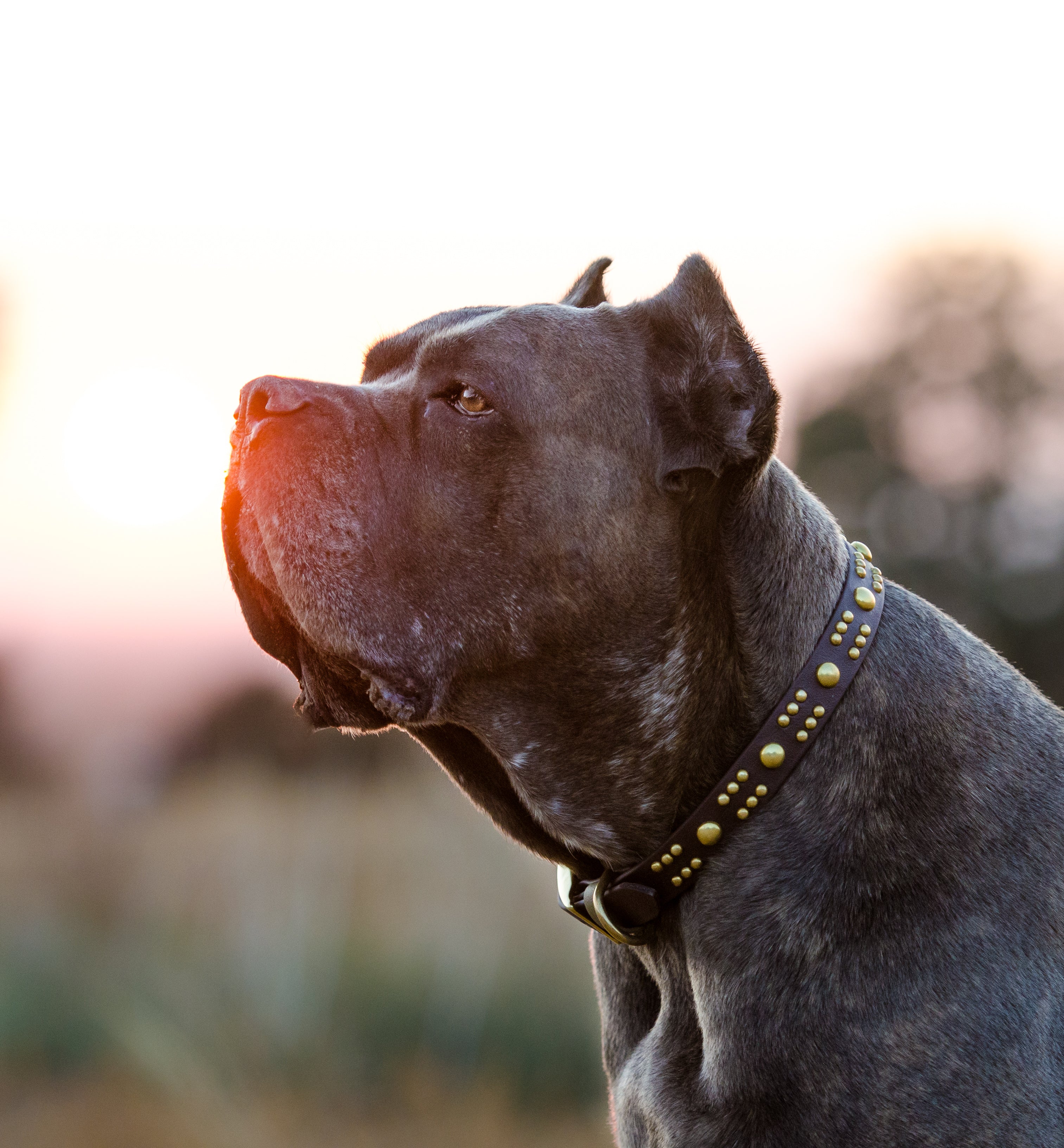 The 'Creature' Collar