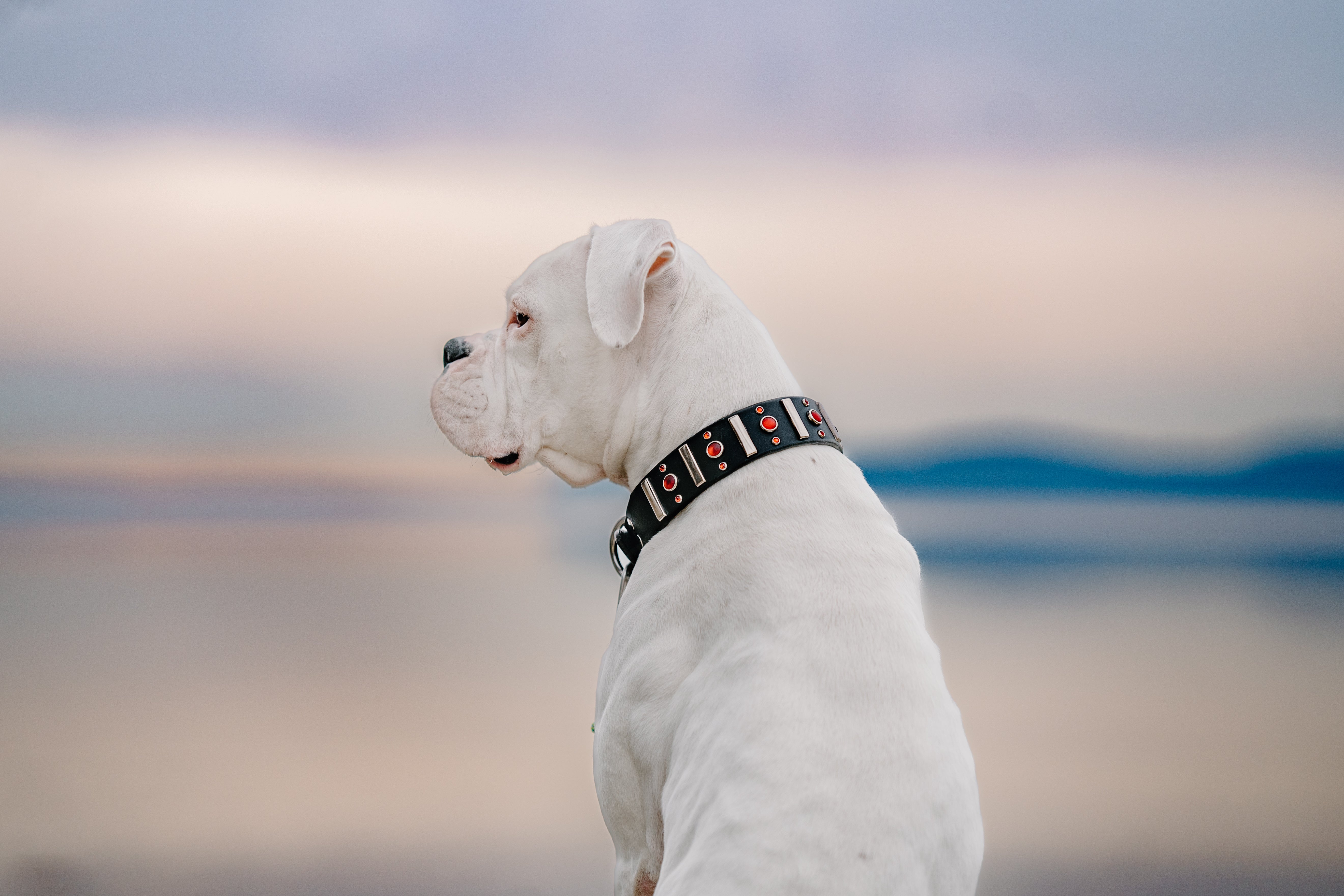 The 'Artemis' Leather Collar (1.5