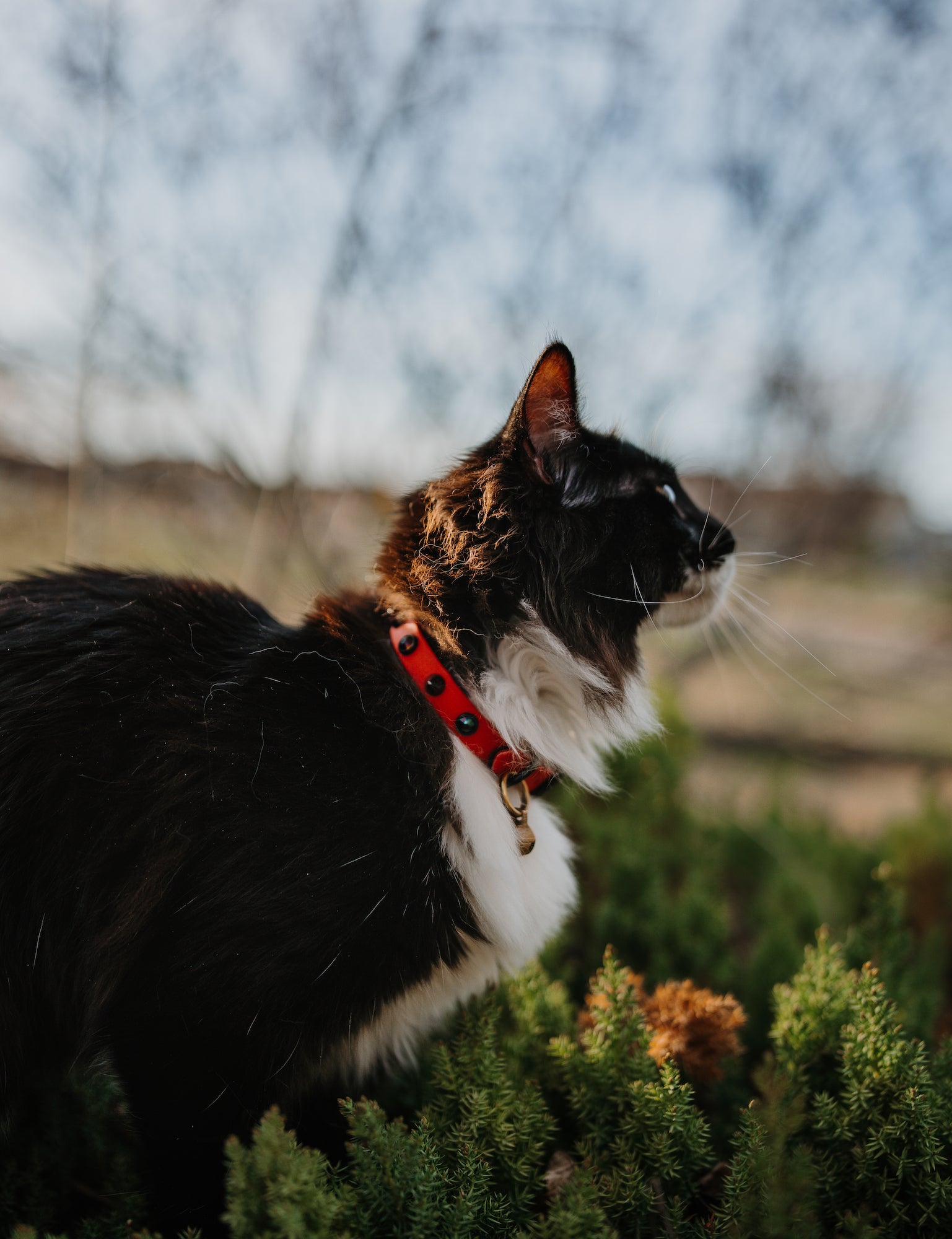 The 'Roses & Thorns' Katmai Collar