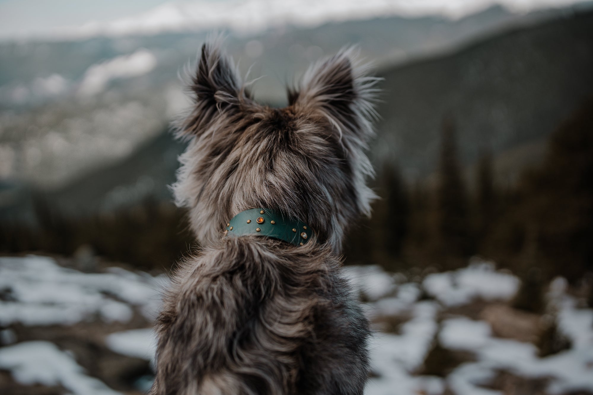 The 'Crux' Collar