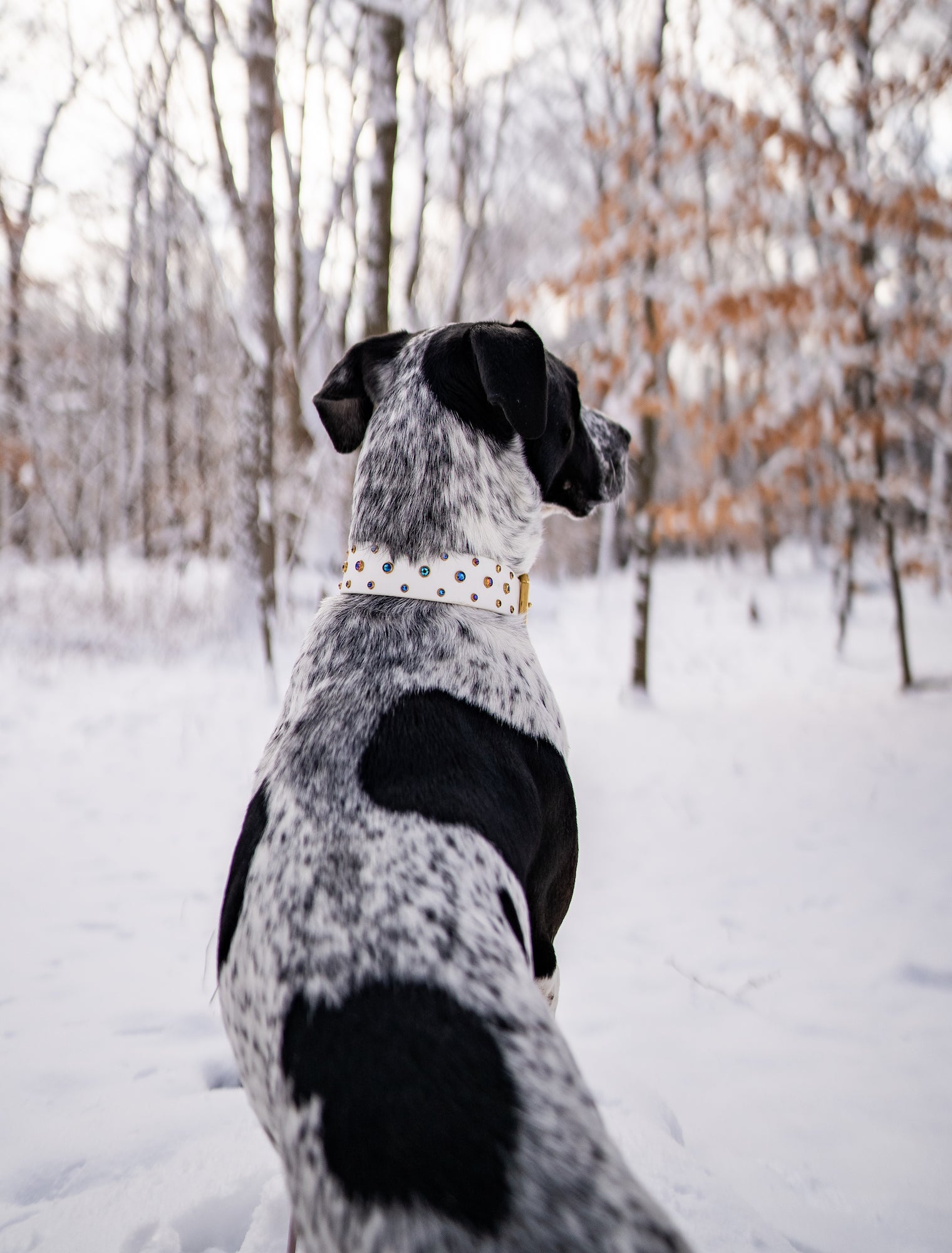 The 'Summit' Collar