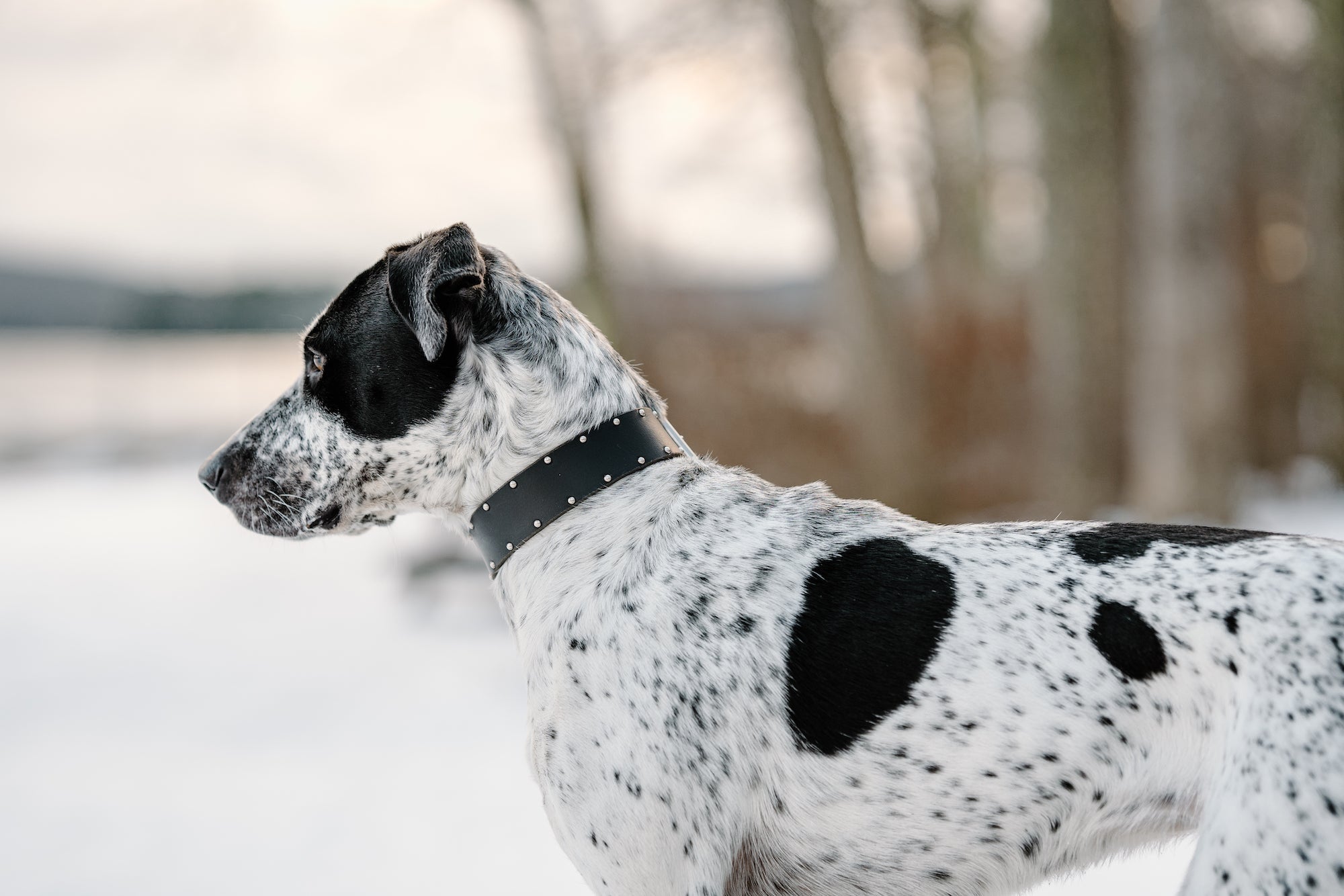 Classic Leather Collar with Border Option